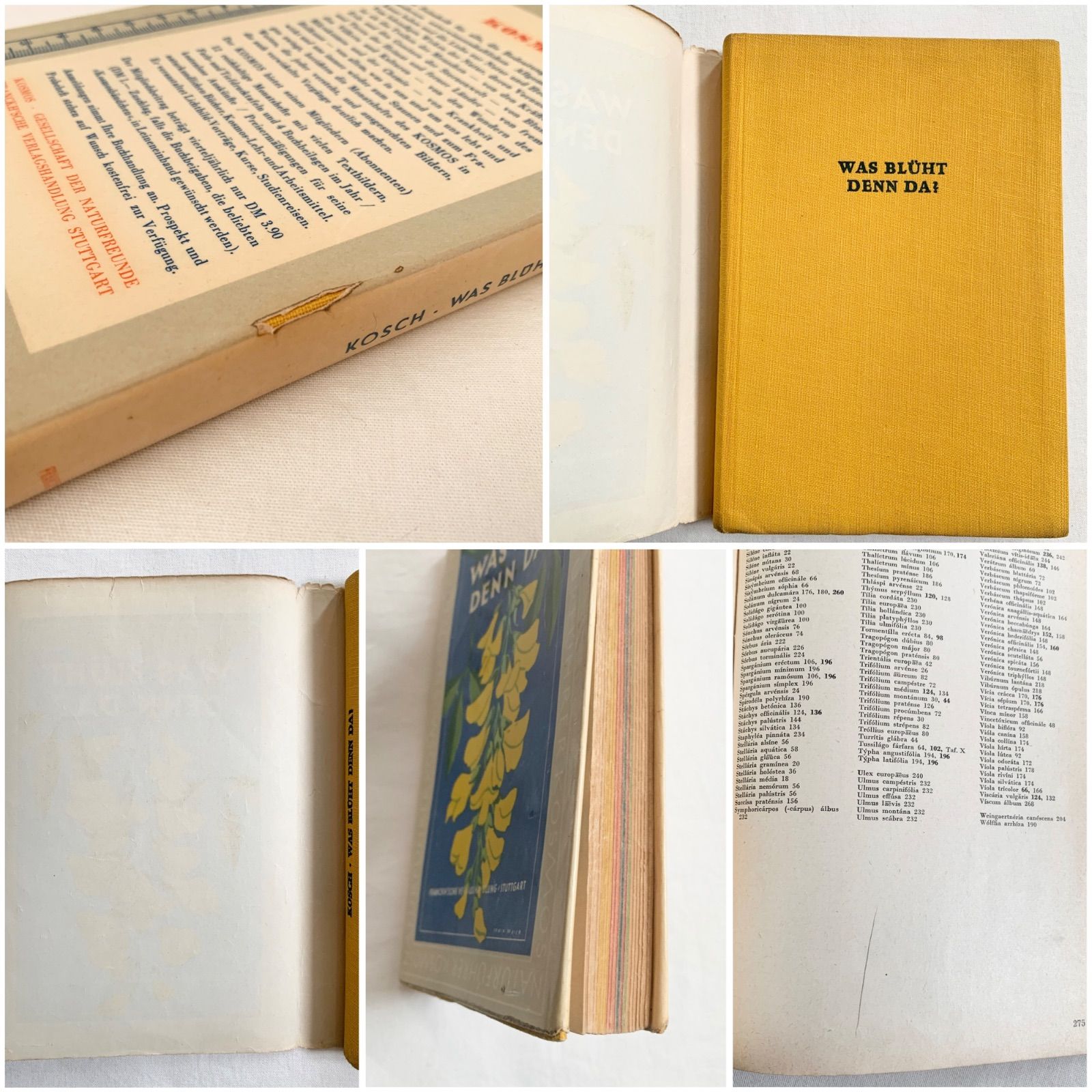 1957年 -豊富な図版が美しいビンテージ植物図鑑-ドイツ/ビンテージ