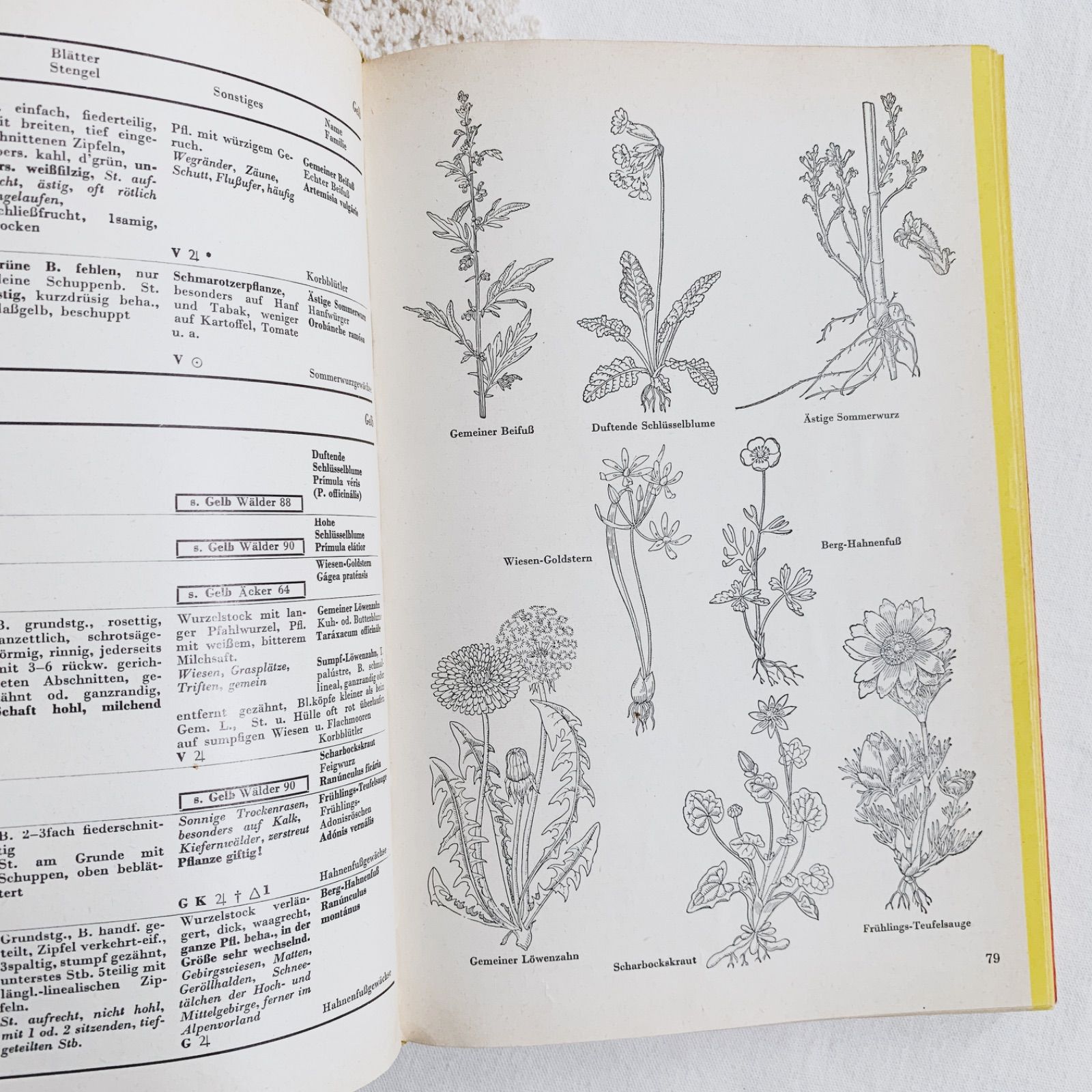 1957年 -豊富な図版が美しいビンテージ植物図鑑-ドイツ/ビンテージ