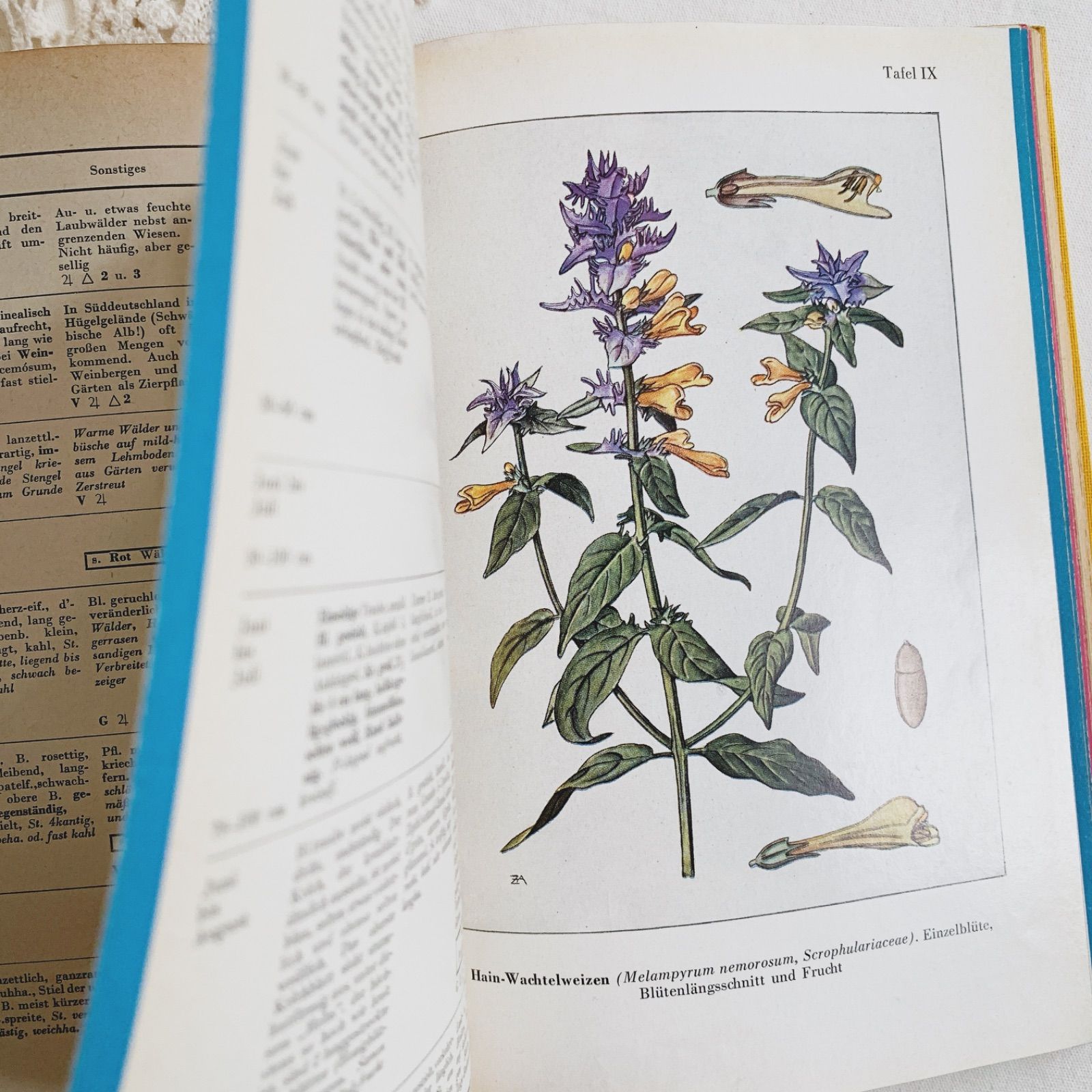 1957年 -豊富な図版が美しいビンテージ植物図鑑-ドイツ/ビンテージ