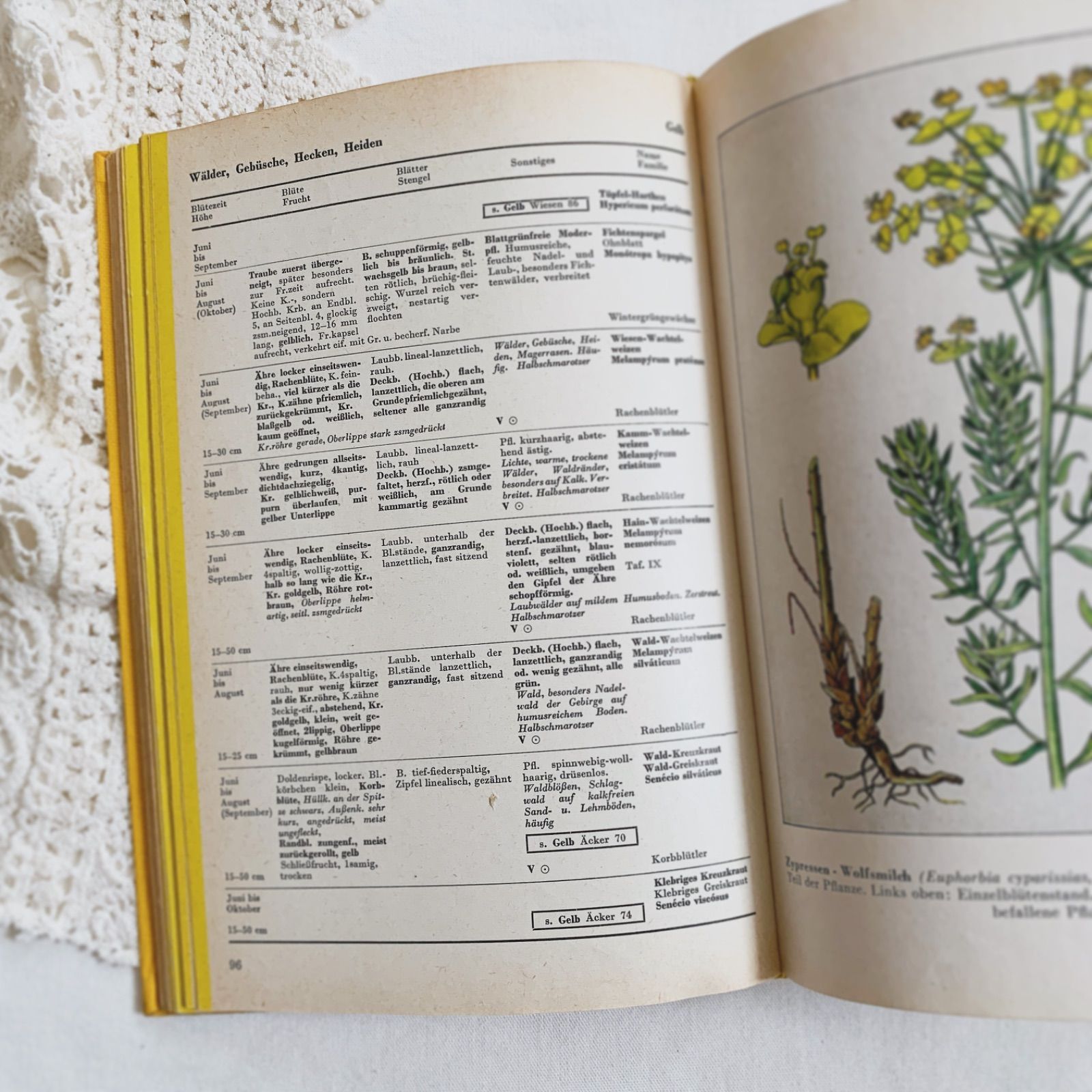 1957年 -豊富な図版が美しいビンテージ植物図鑑-ドイツ/ビンテージ