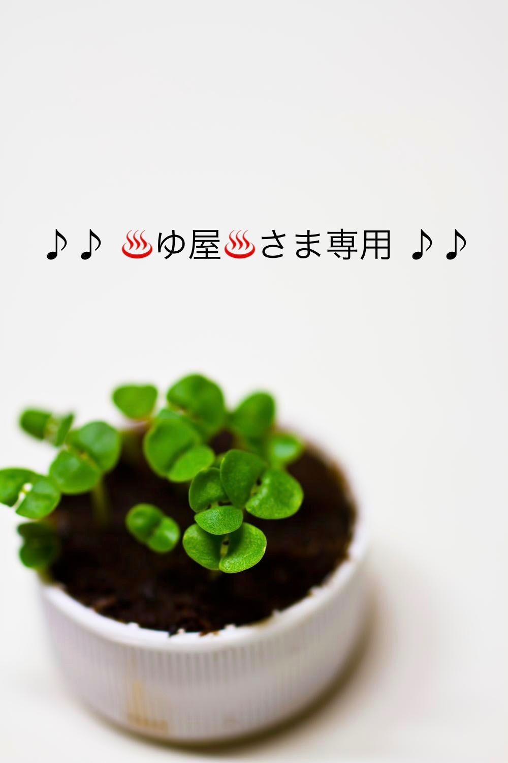 ♪♪♨️ゆ屋♨️様専用♪♪
