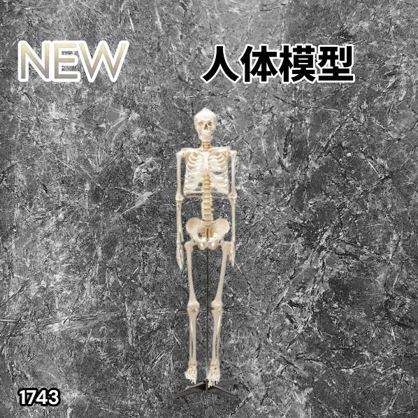 #1743 全身 人体 模型 170cm 神経根有り 全身 骨格 標本 骸骨 人骨 ガイコツ 靭帯 大学 病院 研究 理科 医学 医療 整骨 整体 鍼灸 医院 ※一部地域離島別途配送料有