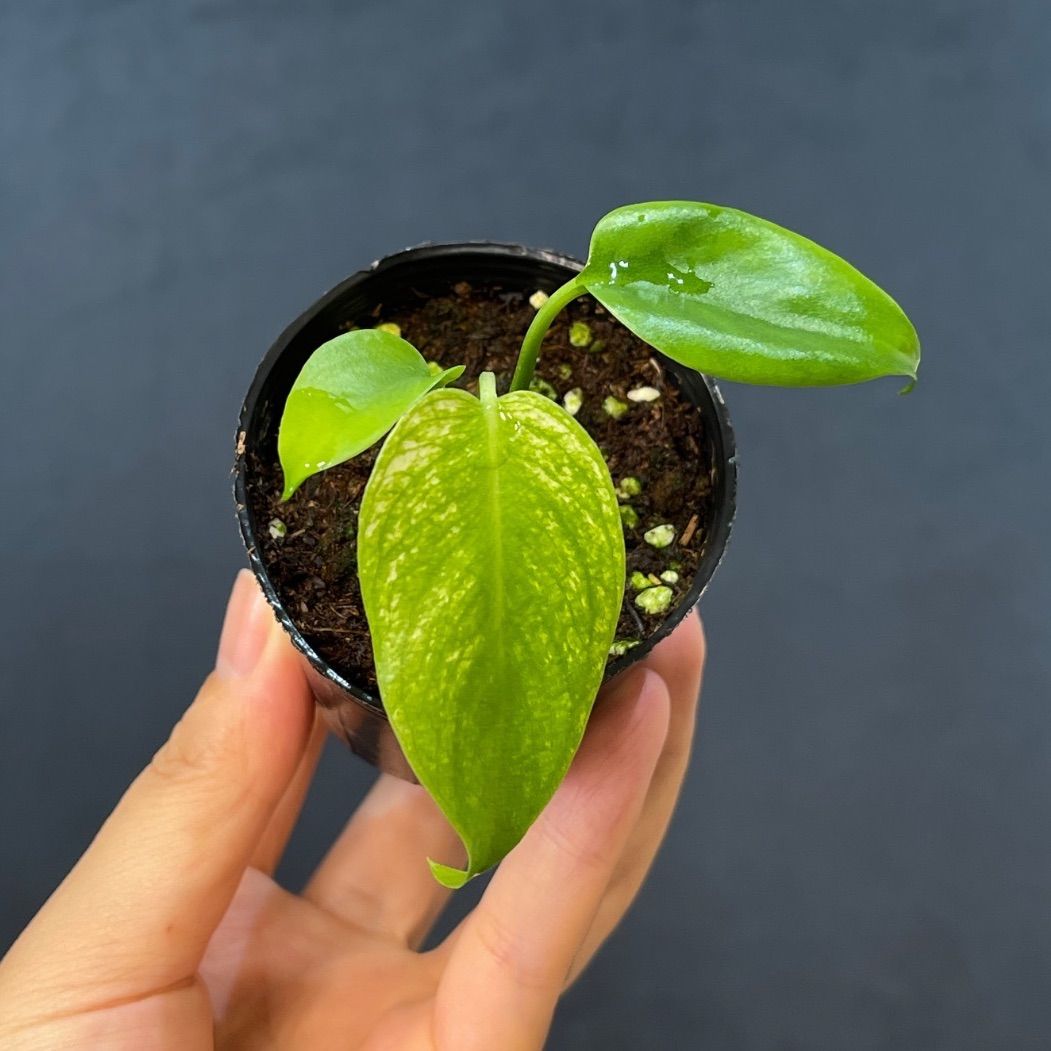 【品種保証あり 】Monstera Devil Monster モンステラデリシオーサ デビルモンスターTC苗　順化済み
