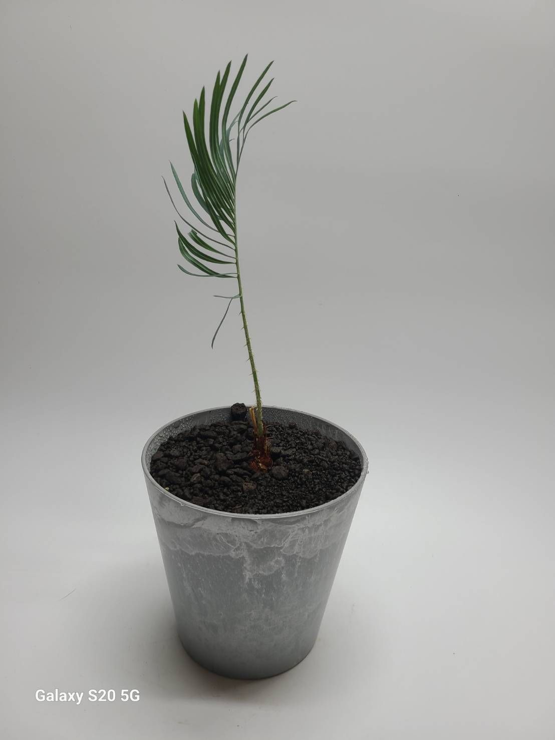 サイカス　カイルンシアナ　実生苗！！cycas cairnsiana　ブルーソテツ！