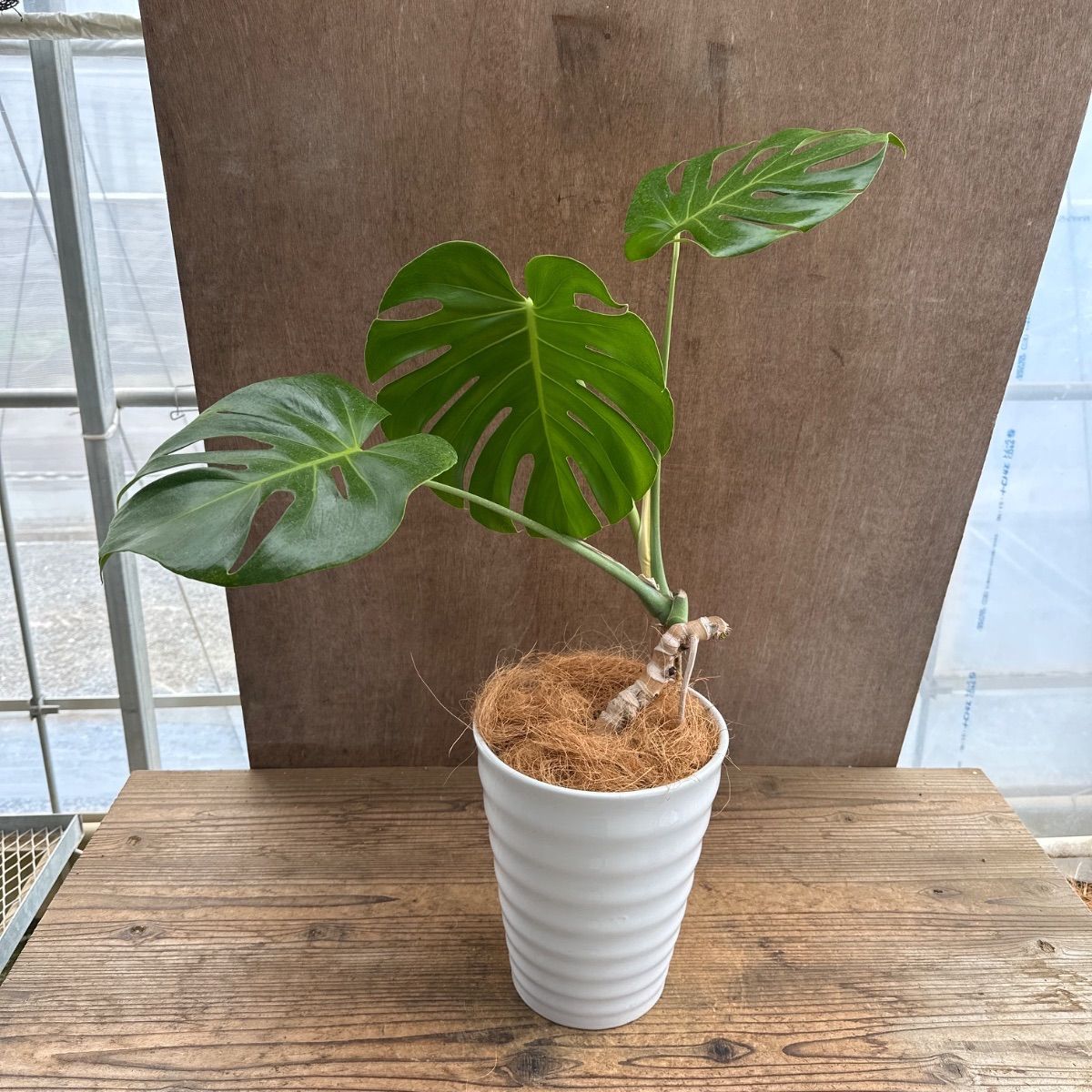 モンステラ 根上がり 陶器鉢 現品 Monstera モンステラ属 現品 観葉