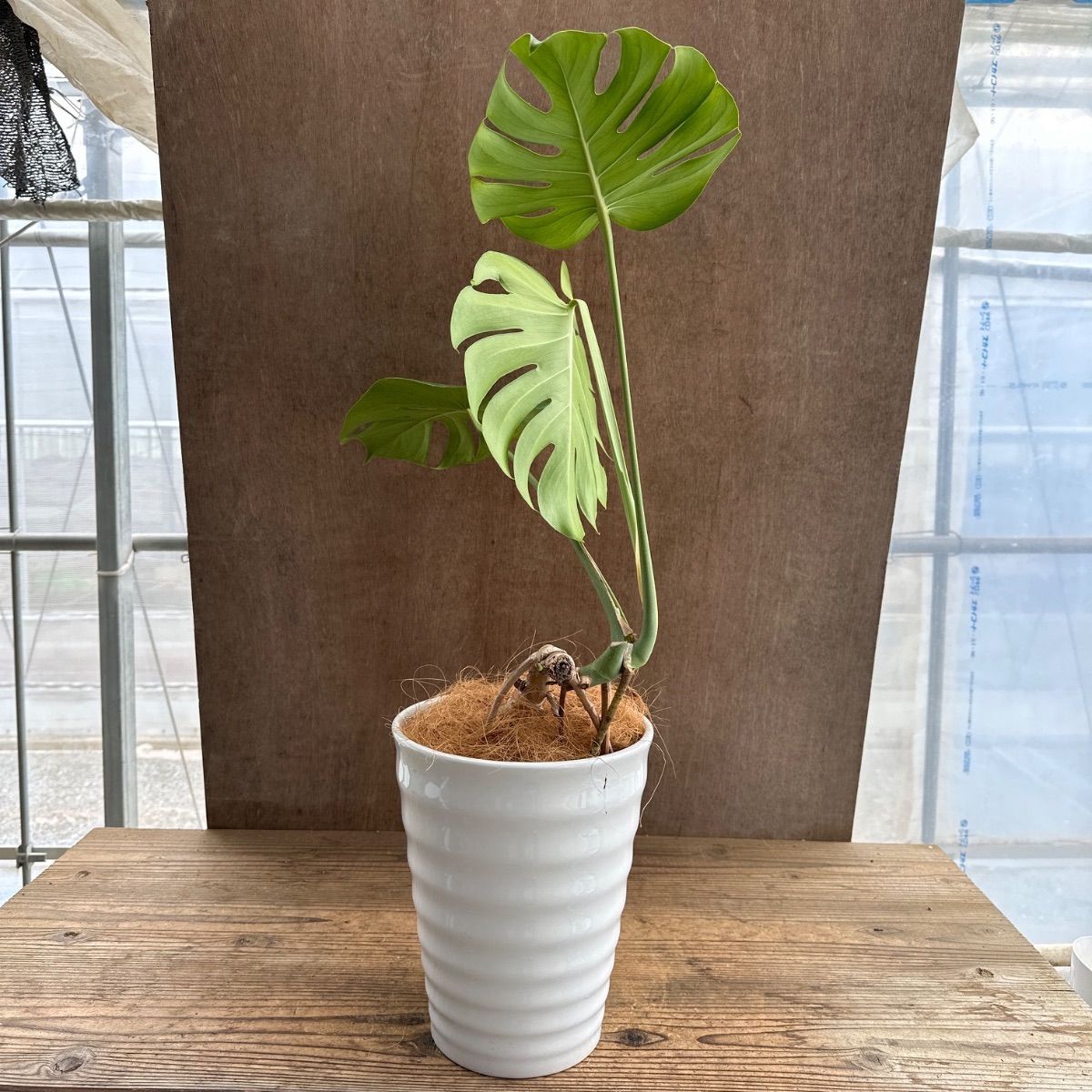 根上がり　モンステラ　アンティーク調陶器鉢　植え込み発送 モンステラ 根上がり 陶器鉢 現品 Monstera モンステラ属 現品 観葉