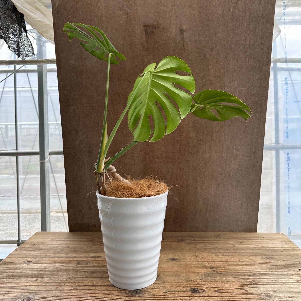 根上がり　モンステラ　アンティーク調陶器鉢　植え込み発送 モンステラ 根上がり 陶器鉢 現品 Monstera モンステラ属 現品 観葉