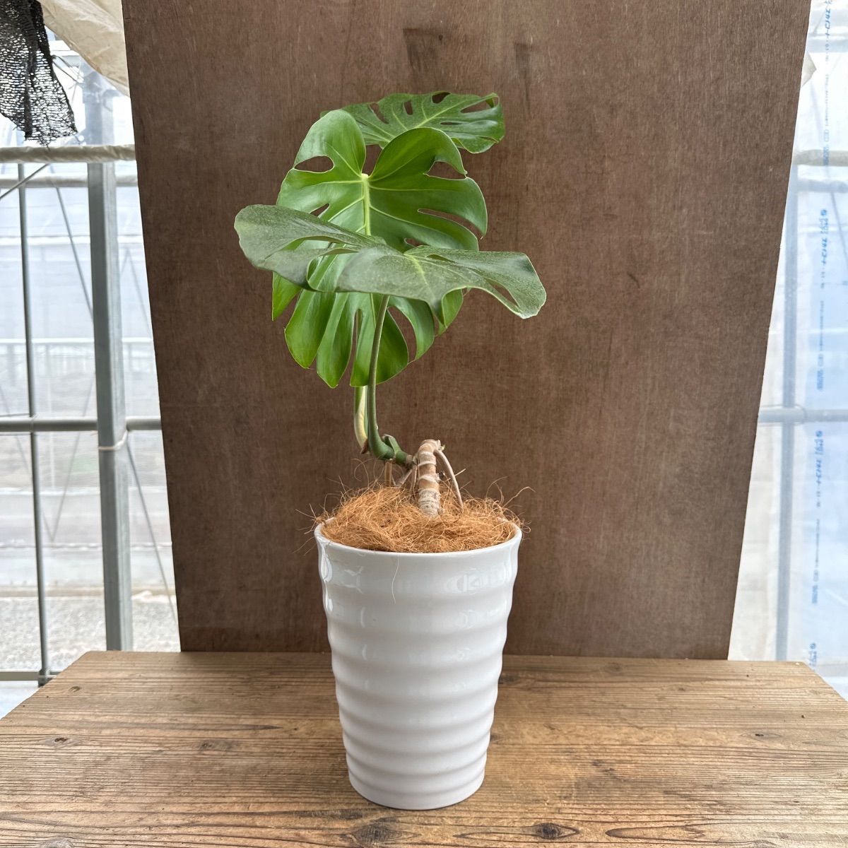 根上がり　モンステラ　陶器鉢　植え込み発送 モンステラ 根上がり 陶器鉢 現品 Monstera モンステラ属 現品 観葉