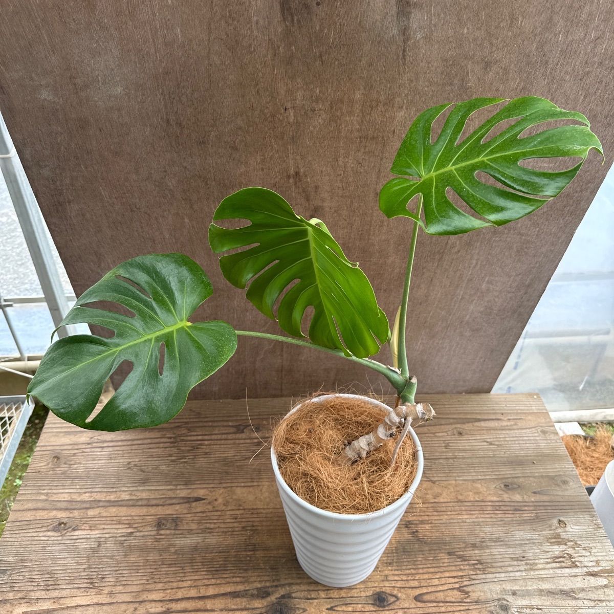 モンステラ 根上がり 陶器鉢 現品 Monstera モンステラ属 現品 観葉
