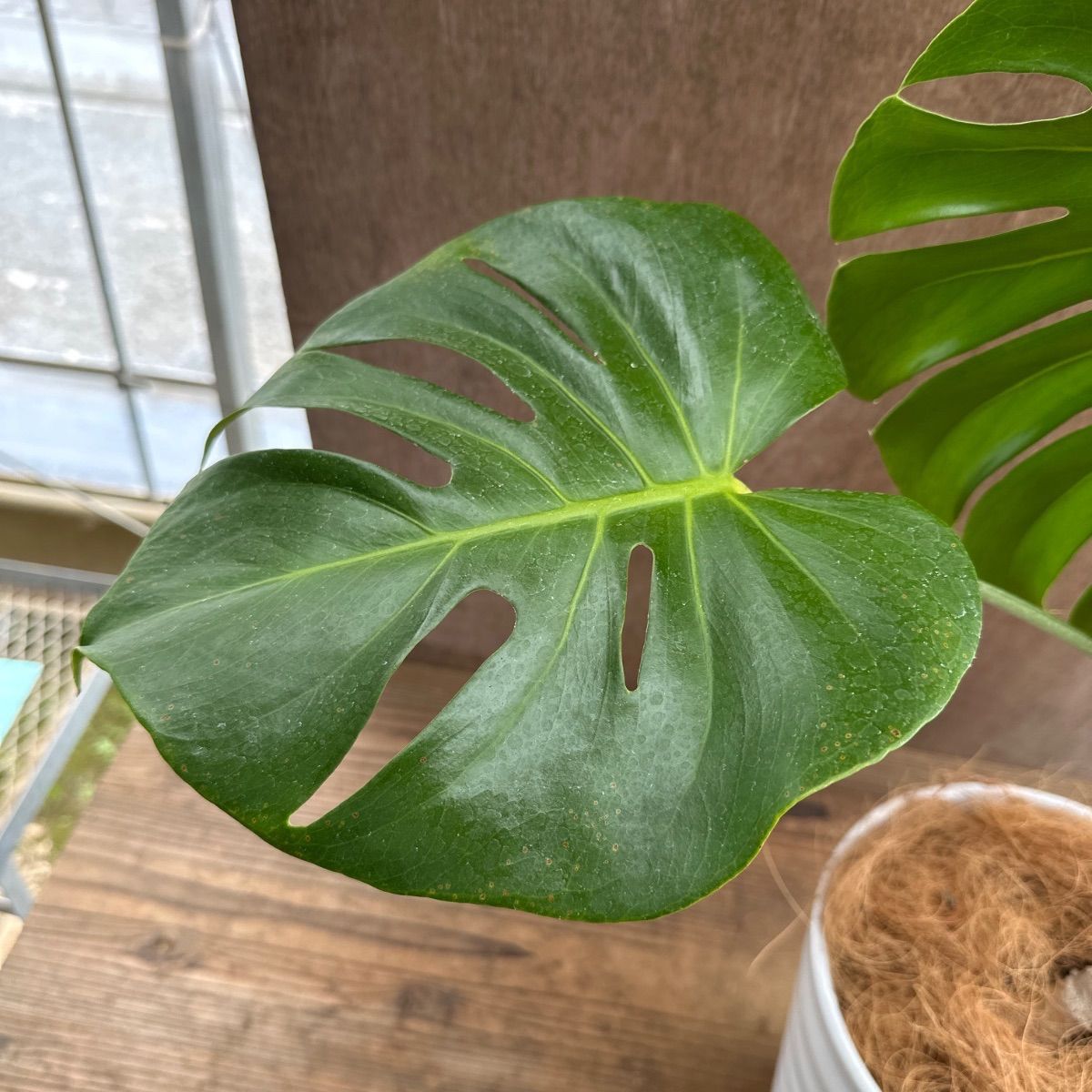 モンステラ 根上がり 陶器鉢 現品 Monstera モンステラ属 現品 観葉