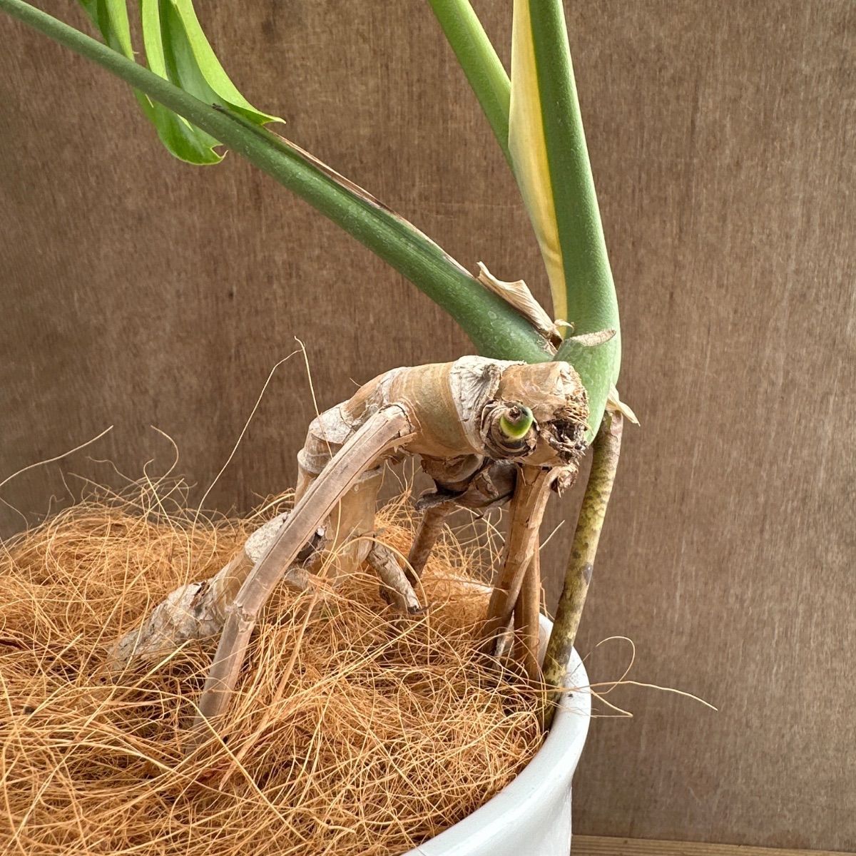モンステラ 根上がり 陶器鉢 現品 Monstera モンステラ属 現品 観葉