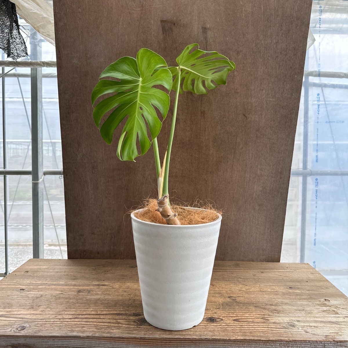 モンステラ プラ鉢 現品 Monstera モンステラ属 現品 観葉植物 観葉