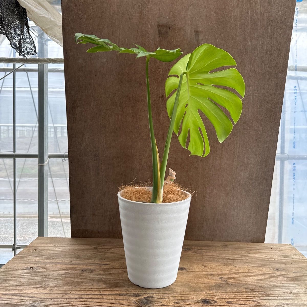 モンステラ プラ鉢 現品 Monstera モンステラ属 現品 観葉植物 観葉