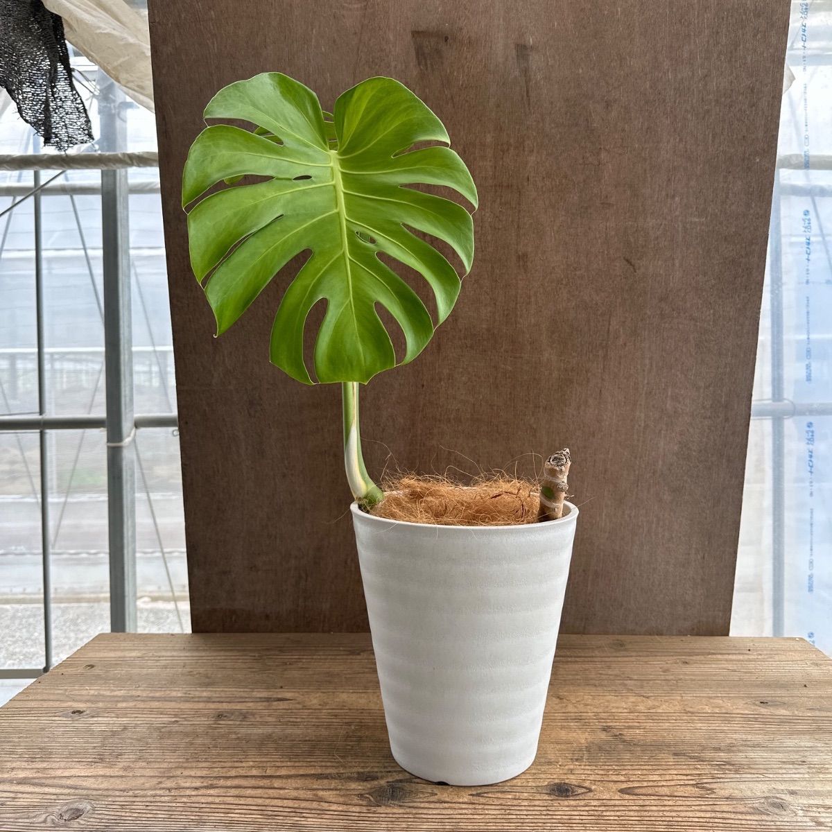 モンステラ プラ鉢 現品 Monstera モンステラ属 現品 観葉植物 観葉