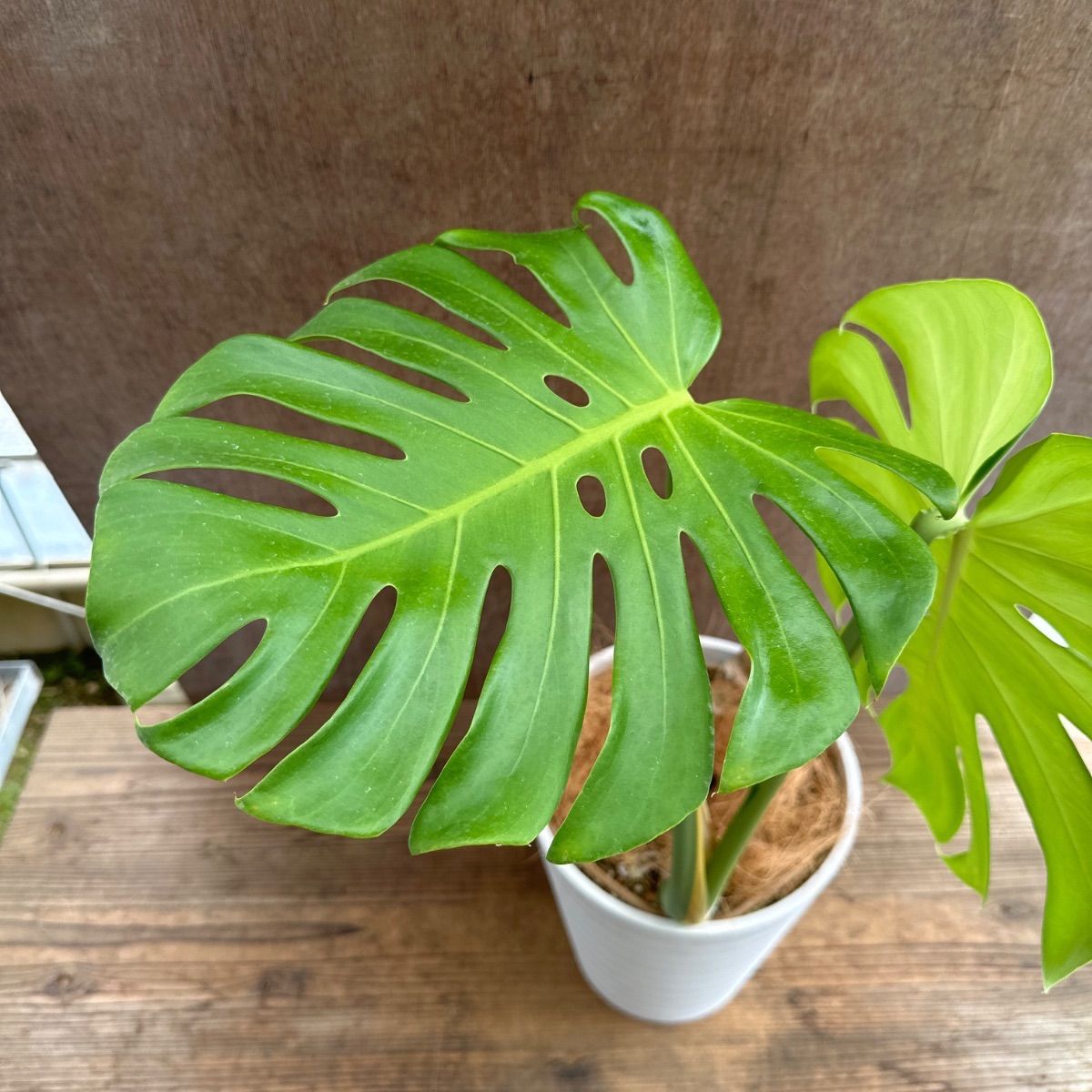 モンステラ プラ鉢 現品 Monstera モンステラ属 現品 観葉植物 観葉