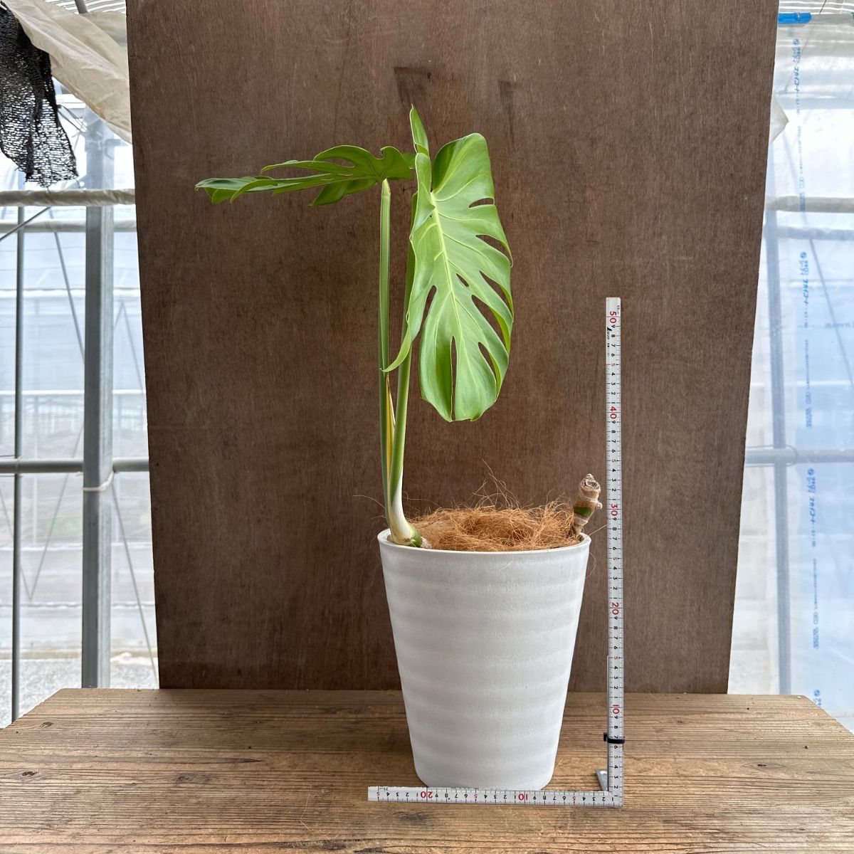 モンステラ　スケルトン　6号鉢つき　激レア❗　⑦　19900円スタート❗ モンステラ プラ鉢 現品 Monstera モンステラ属 現品 観葉植物 観葉