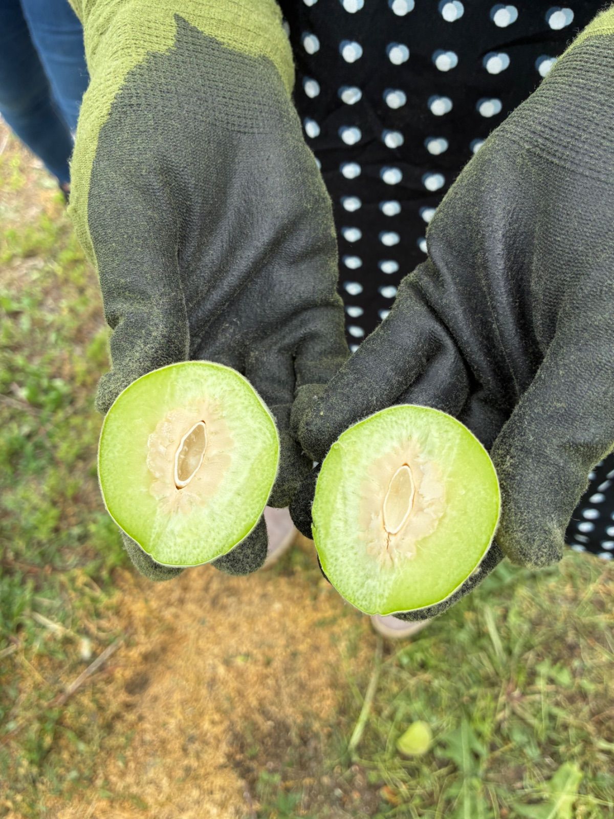 加工用】山梨県産 若桃 約3kg 青桃 果実酒・酵素シロップ用 - メルカリ