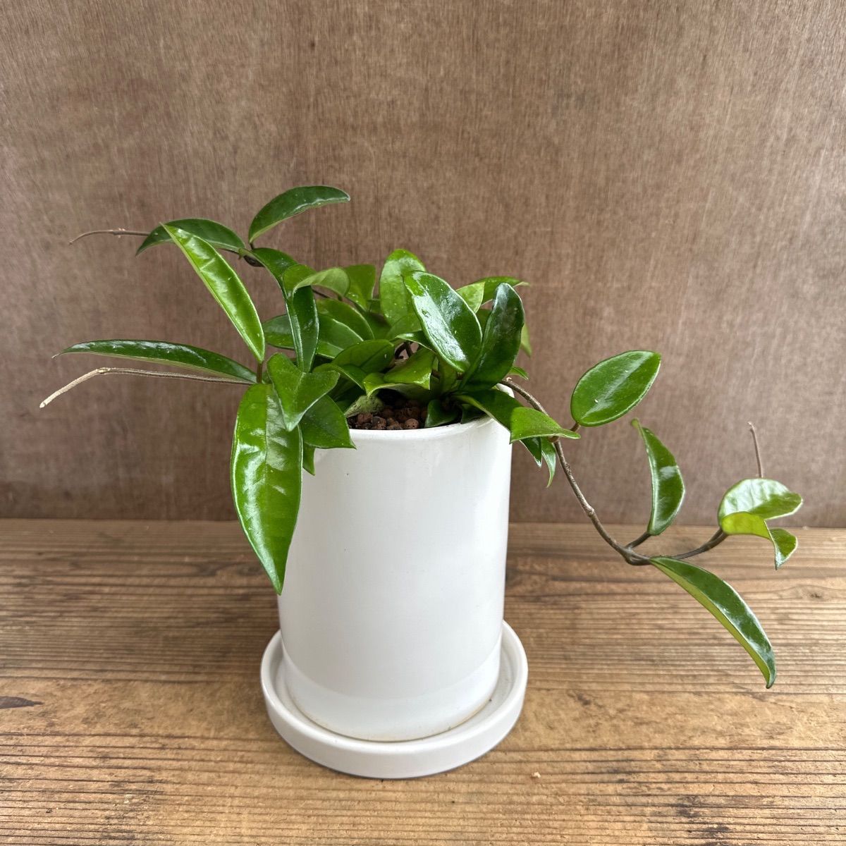 ホヤ パーフェクトグリーン 白陶器鉢 Hoya perfect green 桜蘭 Hoya