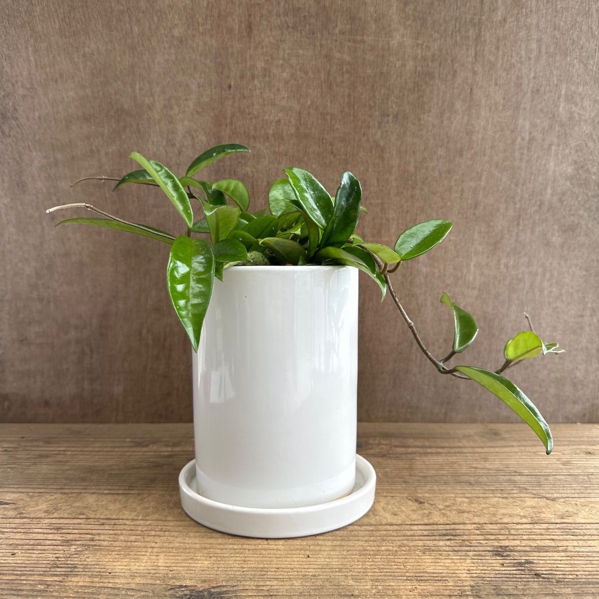 ホヤ パーフェクトグリーン 白陶器鉢 Hoya perfect green 桜蘭 Hoya