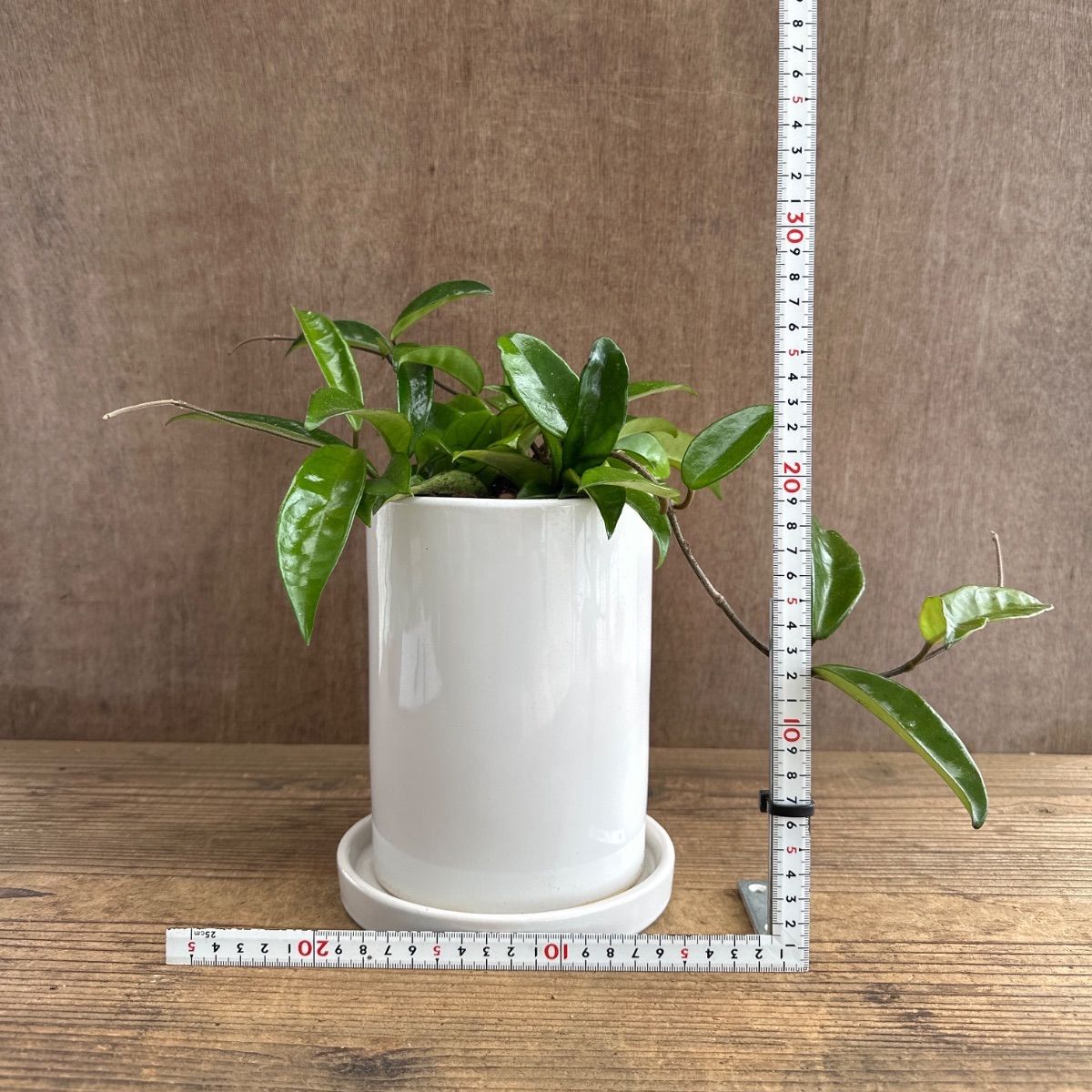 ホヤ パーフェクトグリーン 白陶器鉢 Hoya perfect green 桜蘭 Hoya