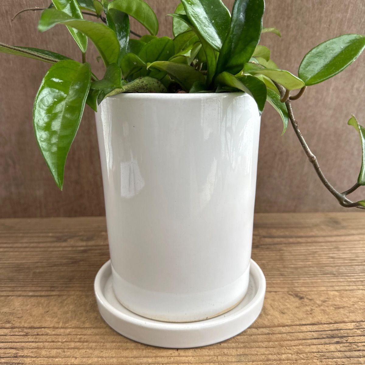 ホヤ パーフェクトグリーン 白陶器鉢 Hoya perfect green 桜蘭 Hoya 