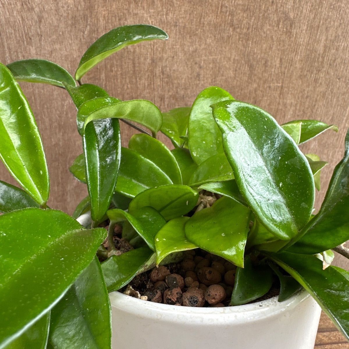 ホヤ パーフェクトグリーン 白陶器鉢 Hoya perfect green 桜蘭 Hoya