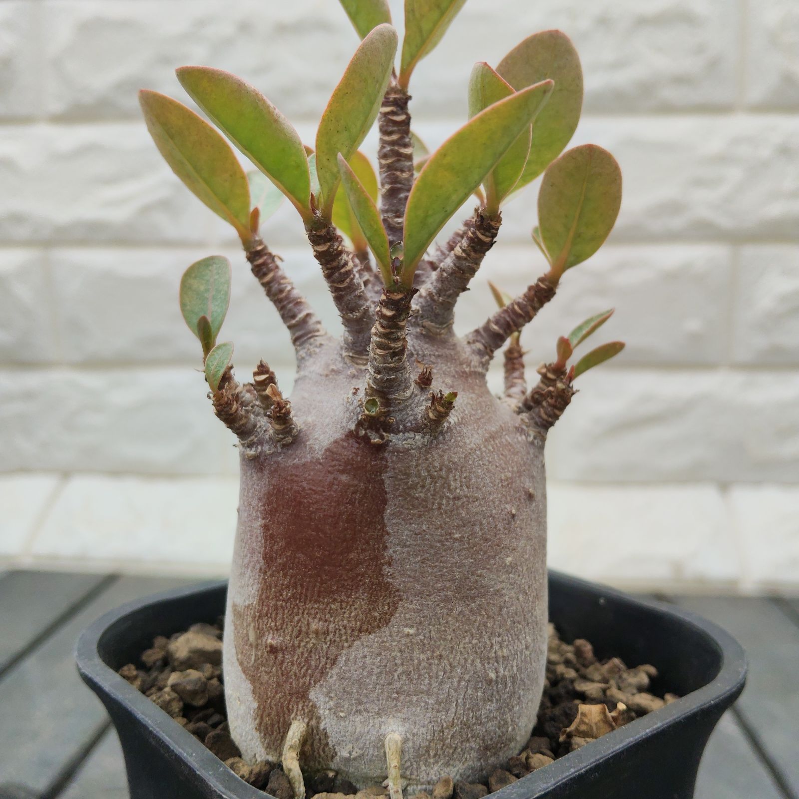 a70 アデニウム ドワーフ ブラックスキン 塊根植物 コーデックス