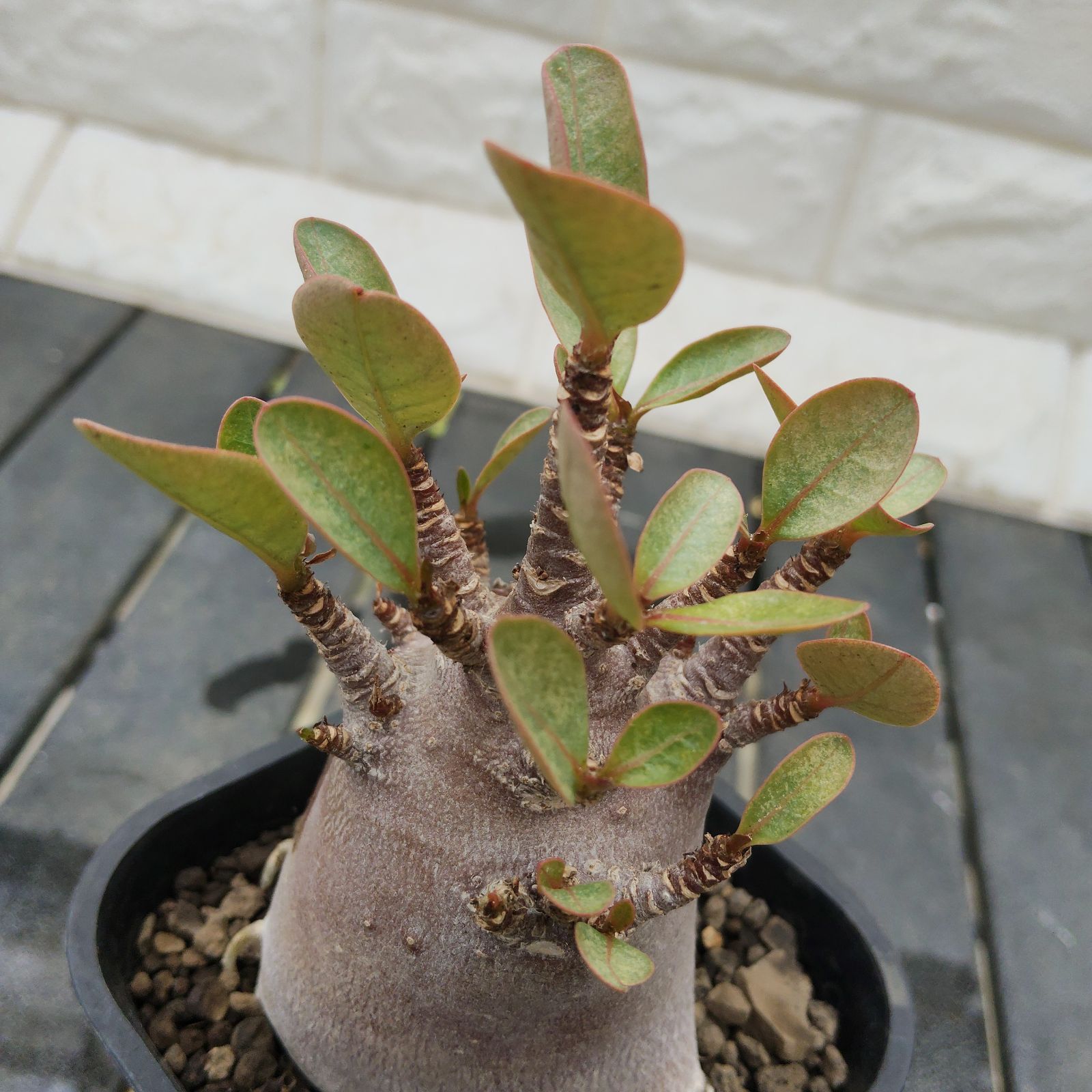 a70 アデニウム ドワーフ ブラックスキン 塊根植物 コーデックス