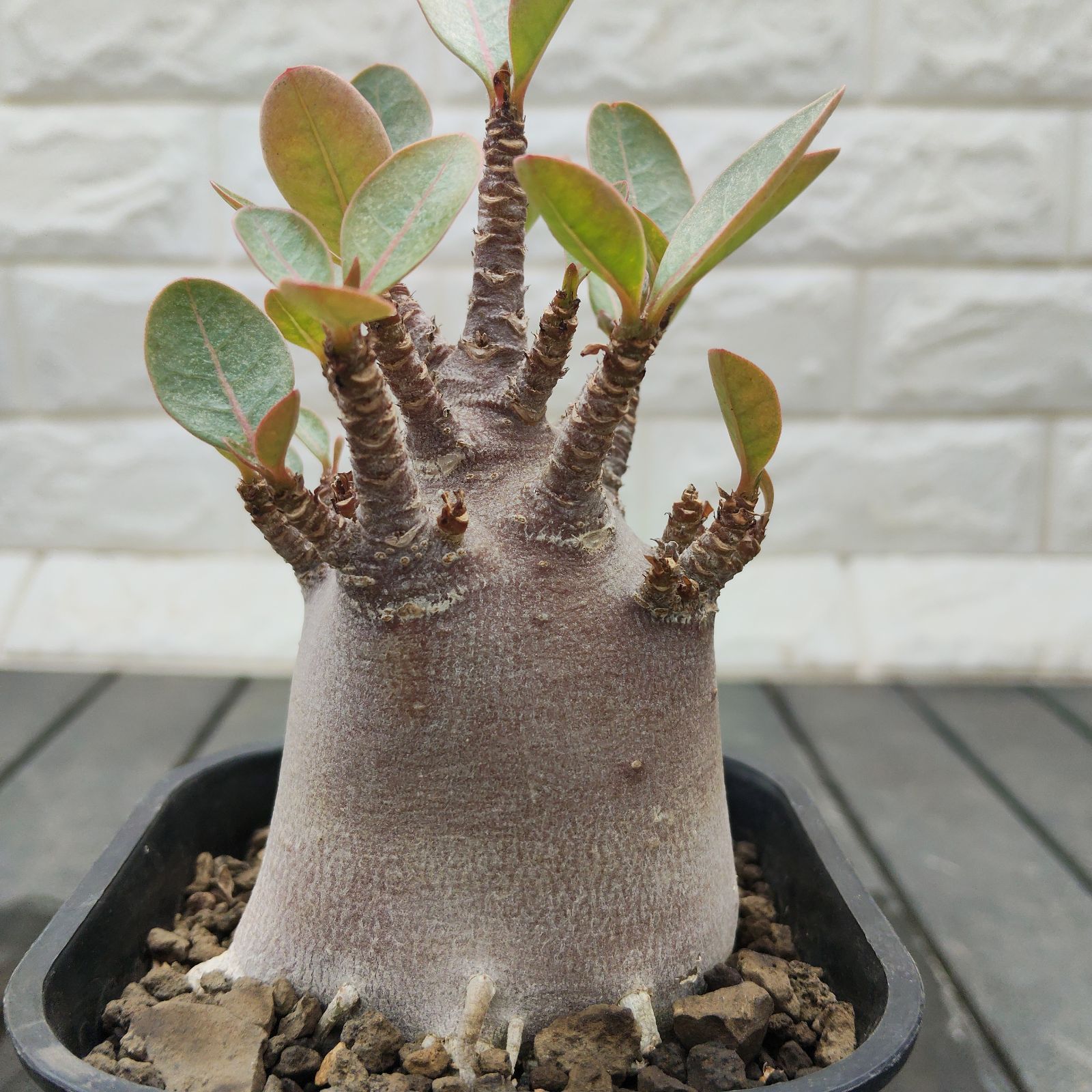 a70 アデニウム ドワーフ ブラックスキン 塊根植物 コーデックス