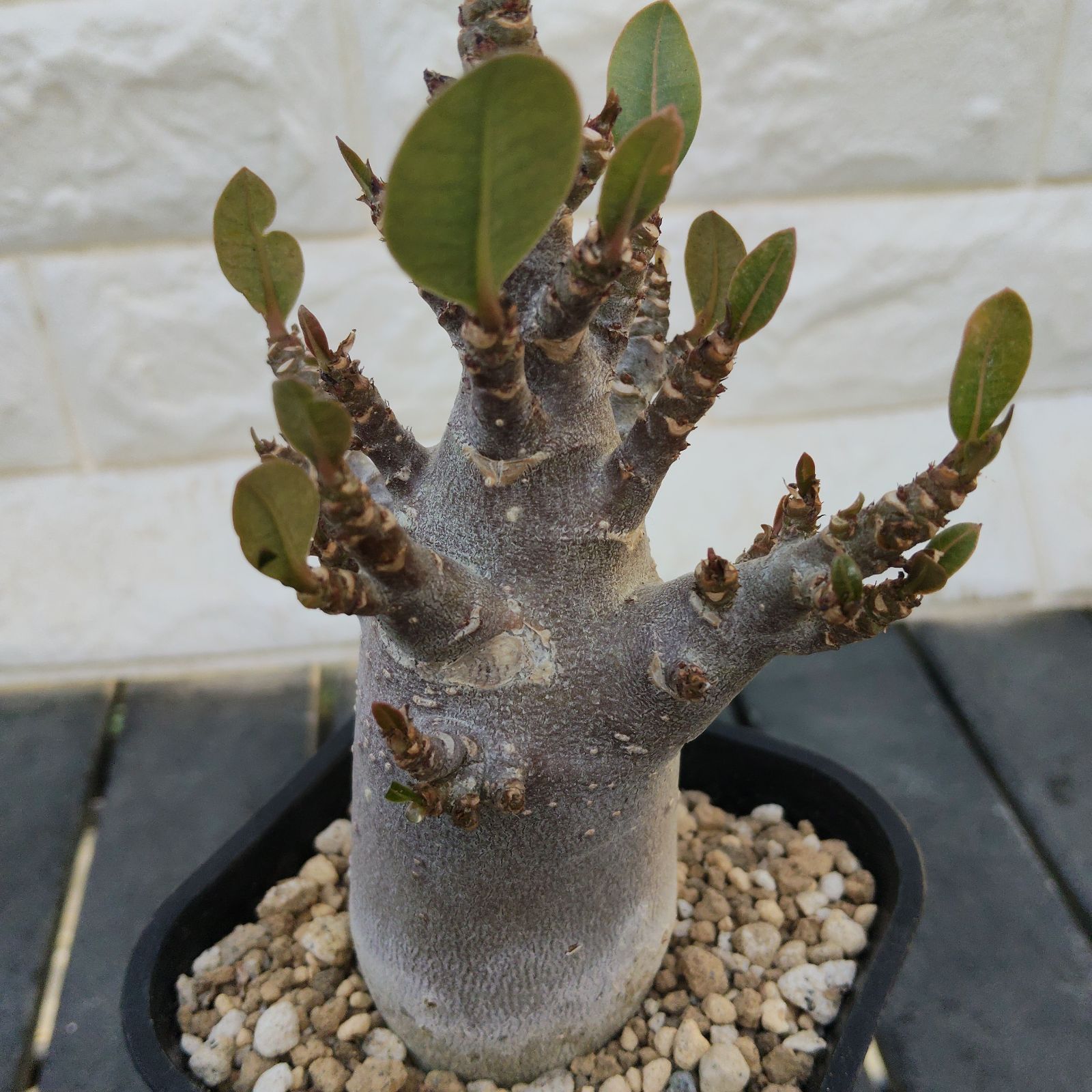 a75 アデニウム ドワーフ ブラックスキン 塊根植物 コーデックス