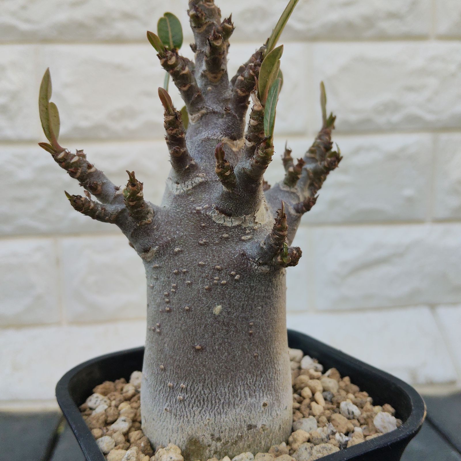 a75 アデニウム ドワーフ ブラックスキン 塊根植物 コーデックス