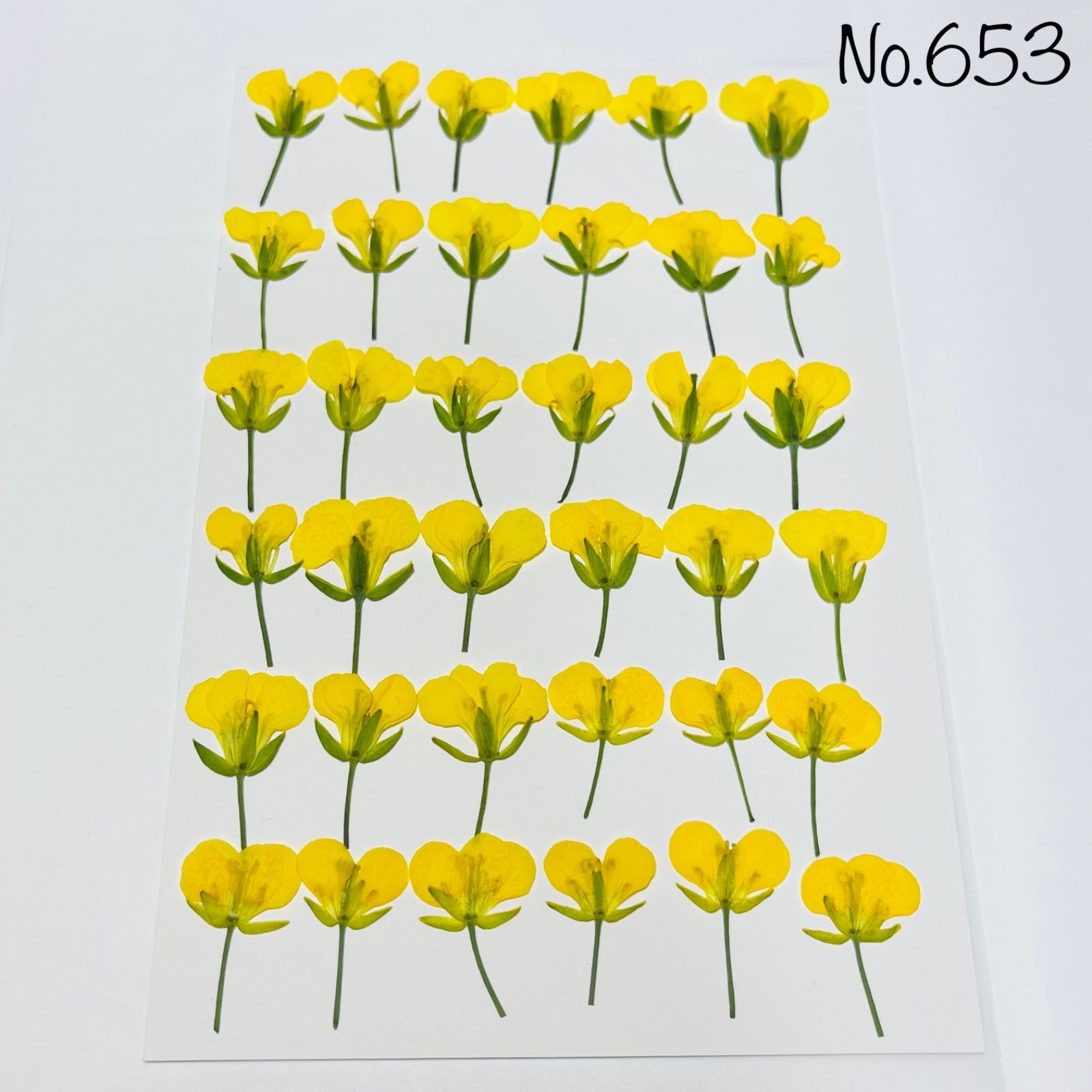 No.653♡押し花 菜の花 なの花 素材 花材 - メルカリ