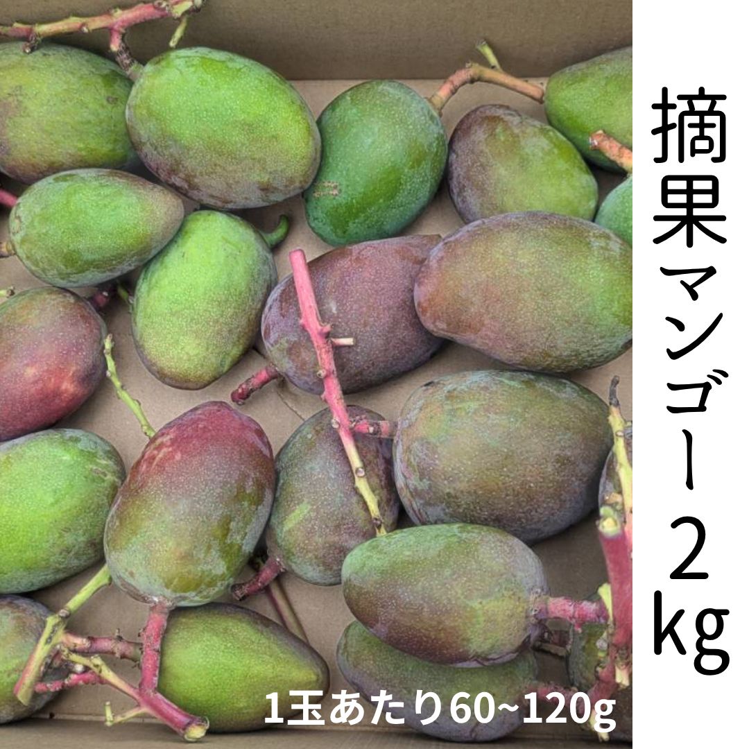 今季最後 摘果マンゴー グリーンマンゴー 青マンゴー 15kg 150〜200g 7kg摘果マンゴー/グリーンマンゴー/青マンゴー 今季最後 摘果マンゴー