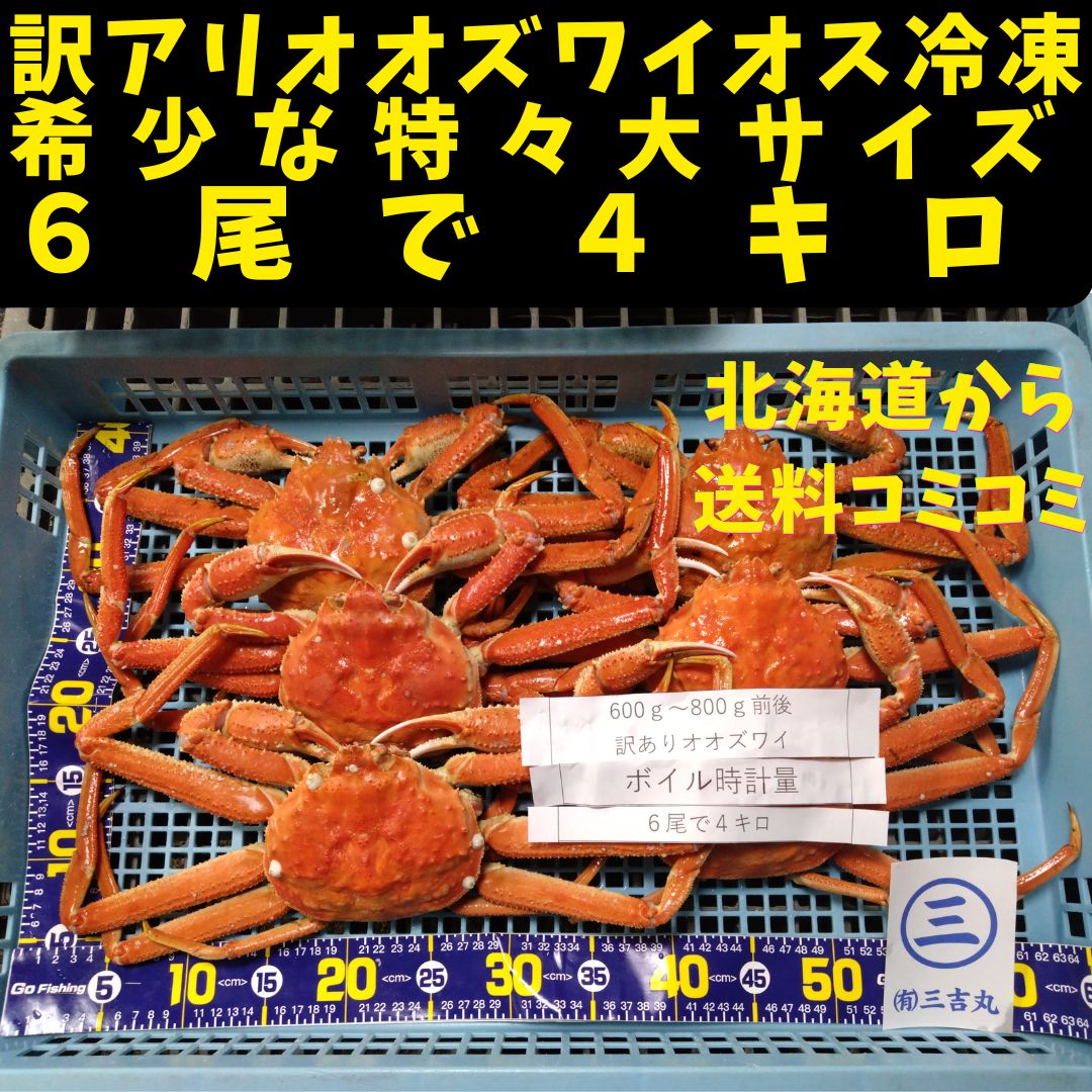 訳ありオオズワイオス6尾で4キロボイルワンブロック冷凍　特々大サイズ
