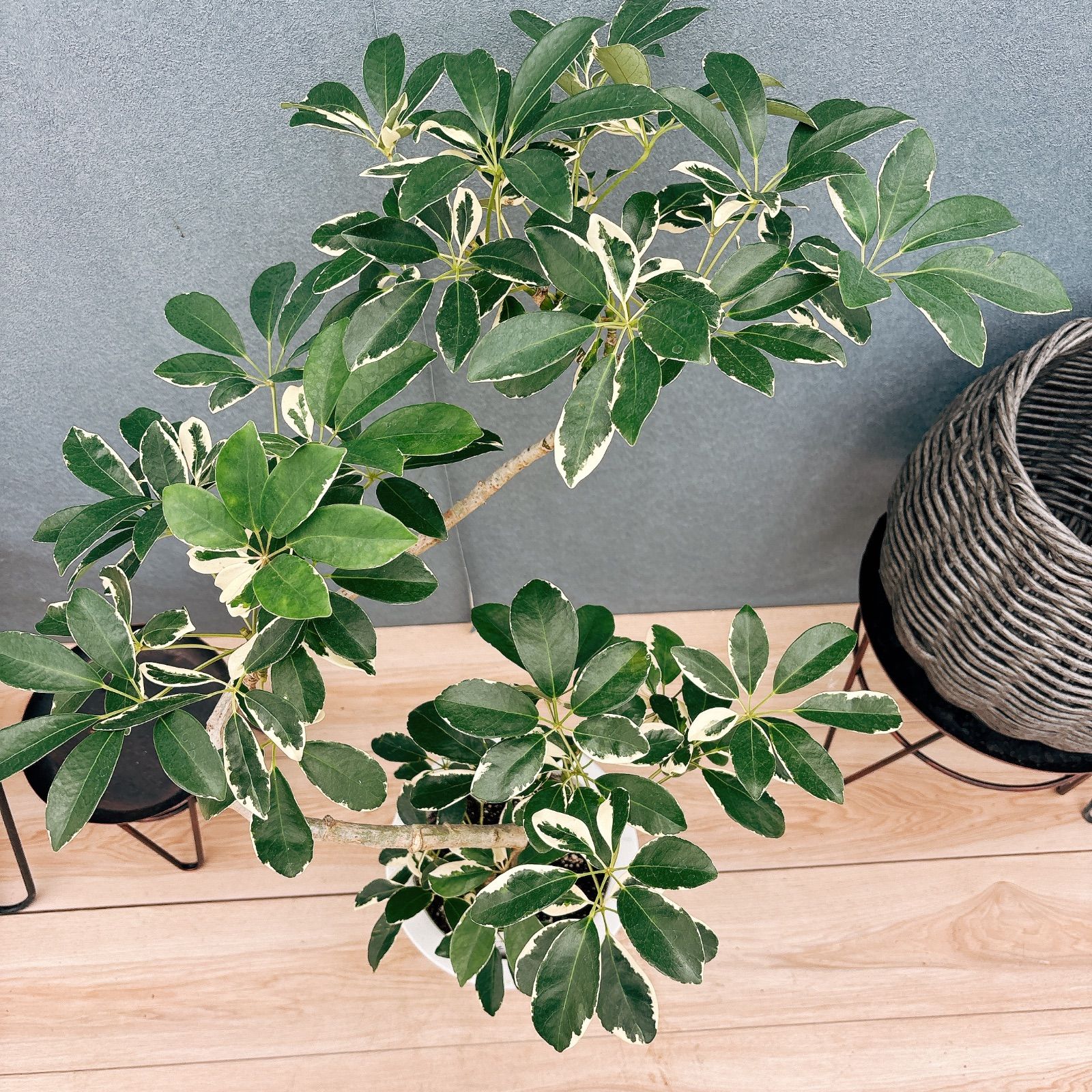 現品］☆珍しい☆ 52番 T シェフレラ ミルキー 曲がり 7号 観葉植物