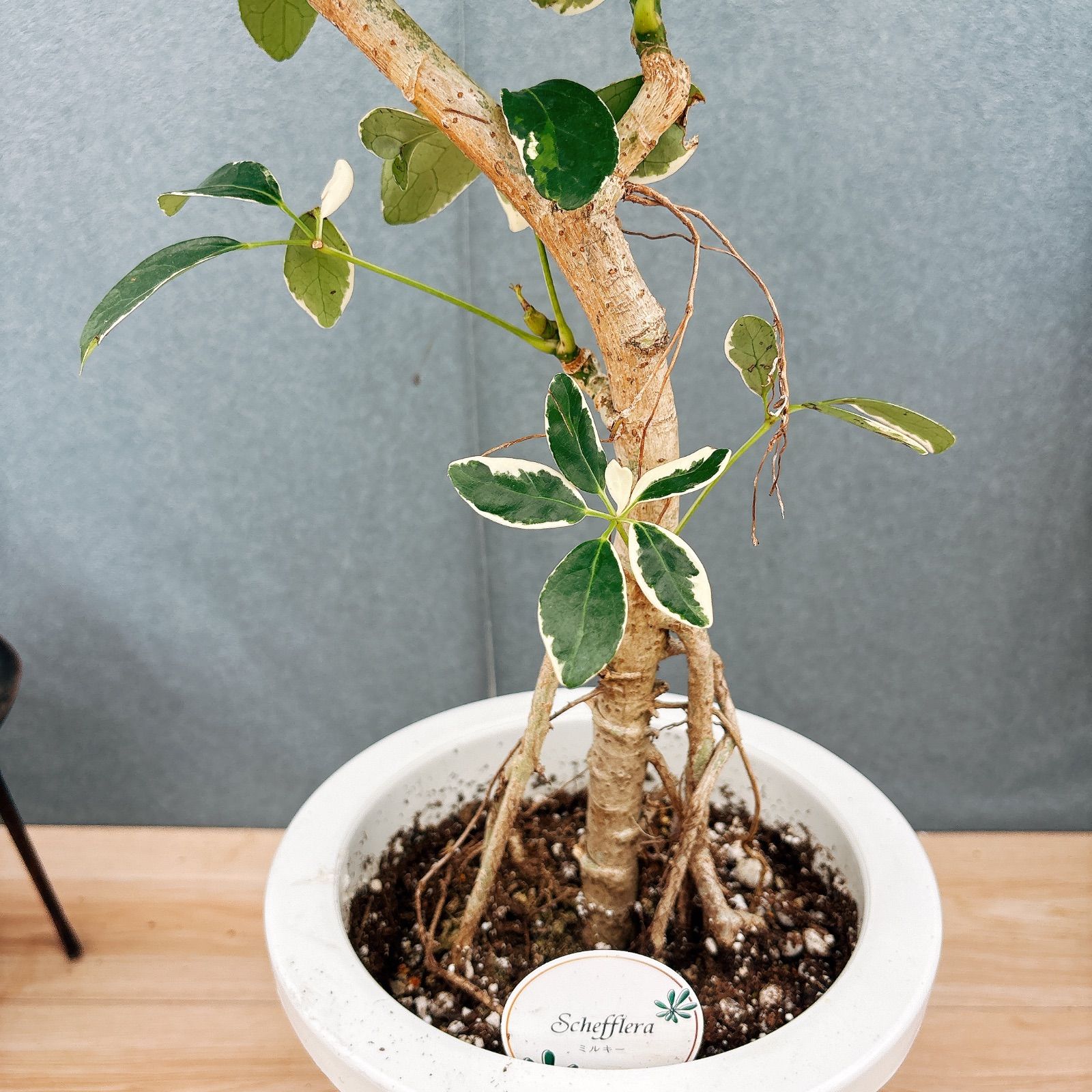 現品］☆珍しい☆ 95番 シェフレラ ミルキー 曲がり 7号 観葉植物
