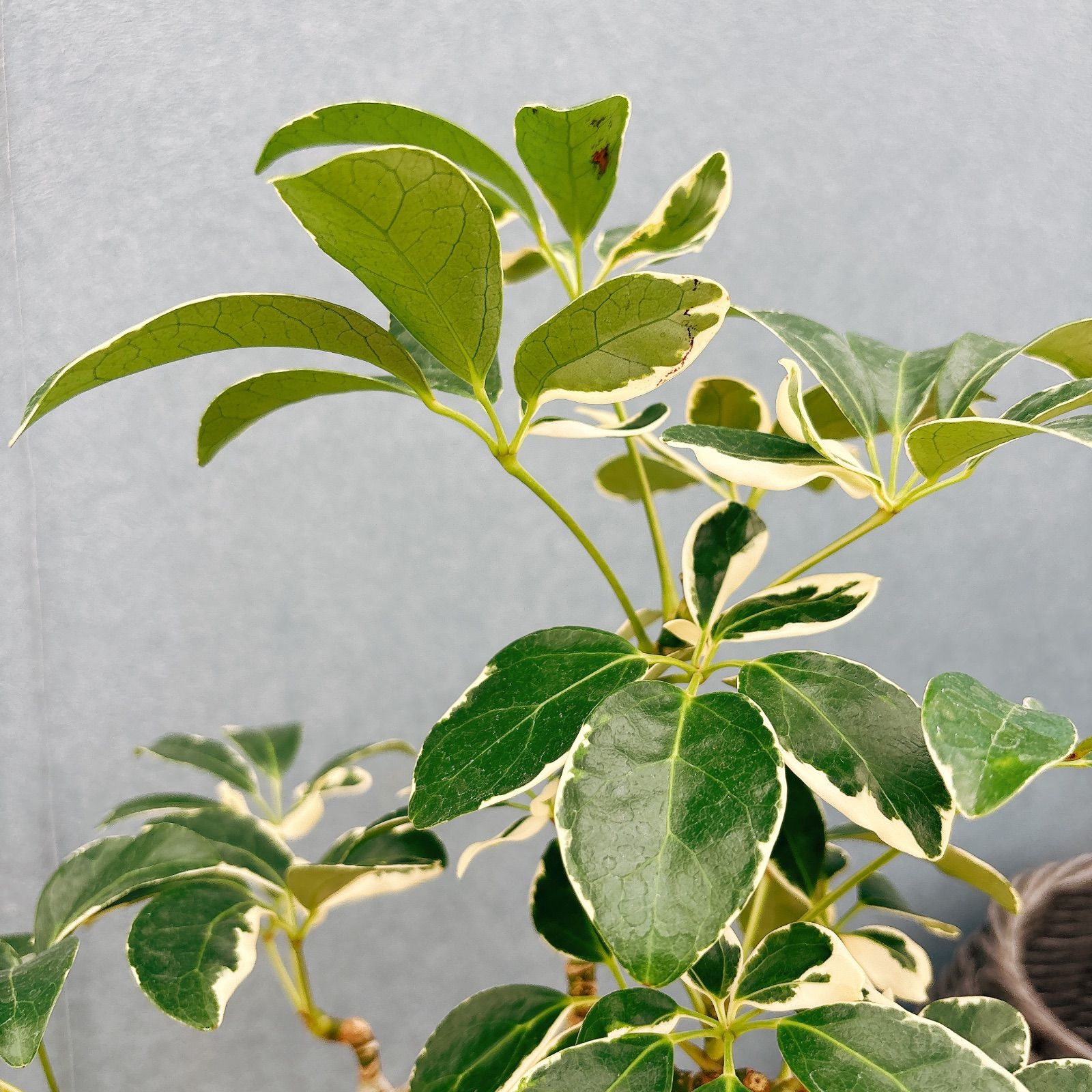 現品］☆珍しい☆ 95番 シェフレラ ミルキー 曲がり 7号 観葉植物