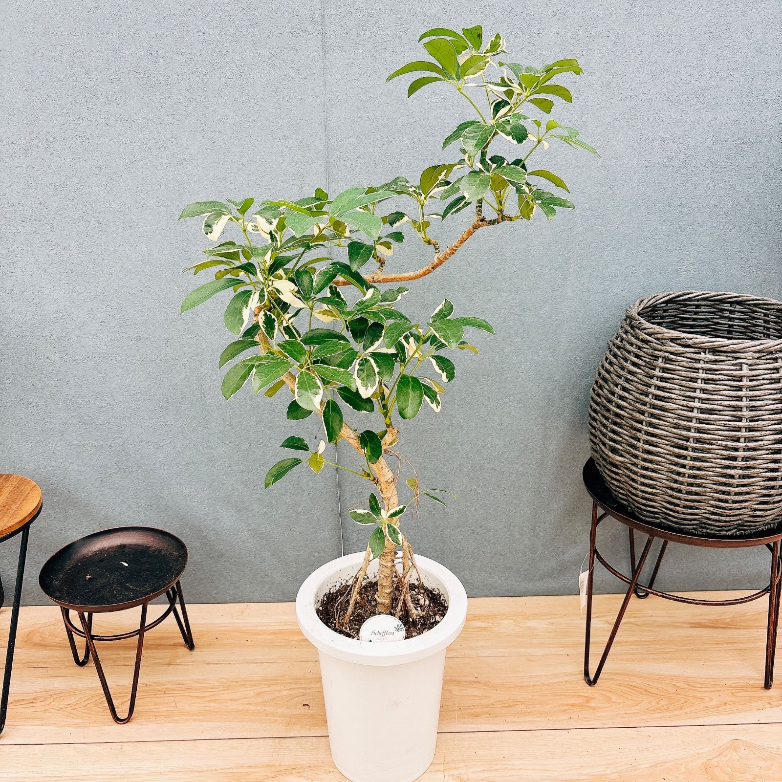現品］☆珍しい☆ 95番 シェフレラ ミルキー 曲がり 7号 観葉植物