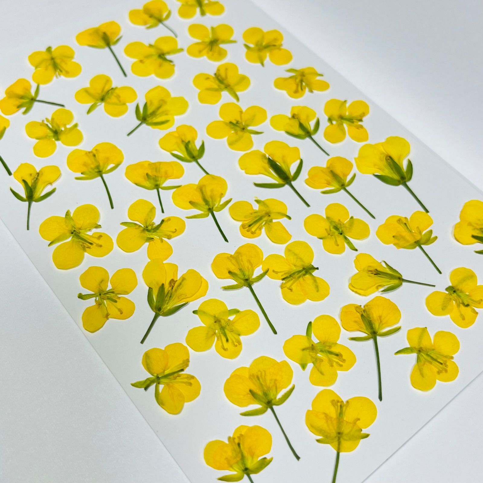 【押し花】　菜の花　50枚　花材　素材　671 No.654♡押し花 菜の花 なの花 素材 花材 - メルカリ