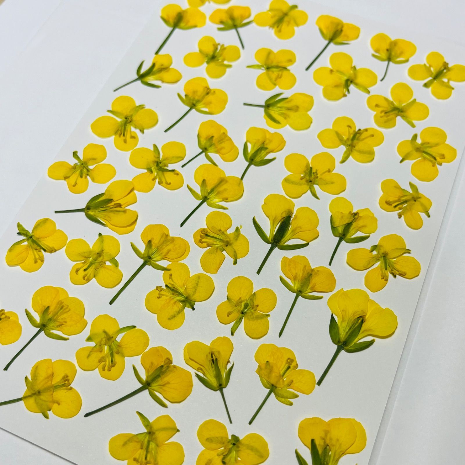 【押し花】　菜の花　50枚　花材　素材　671 No.654♡押し花 菜の花 なの花 素材 花材 - メルカリ