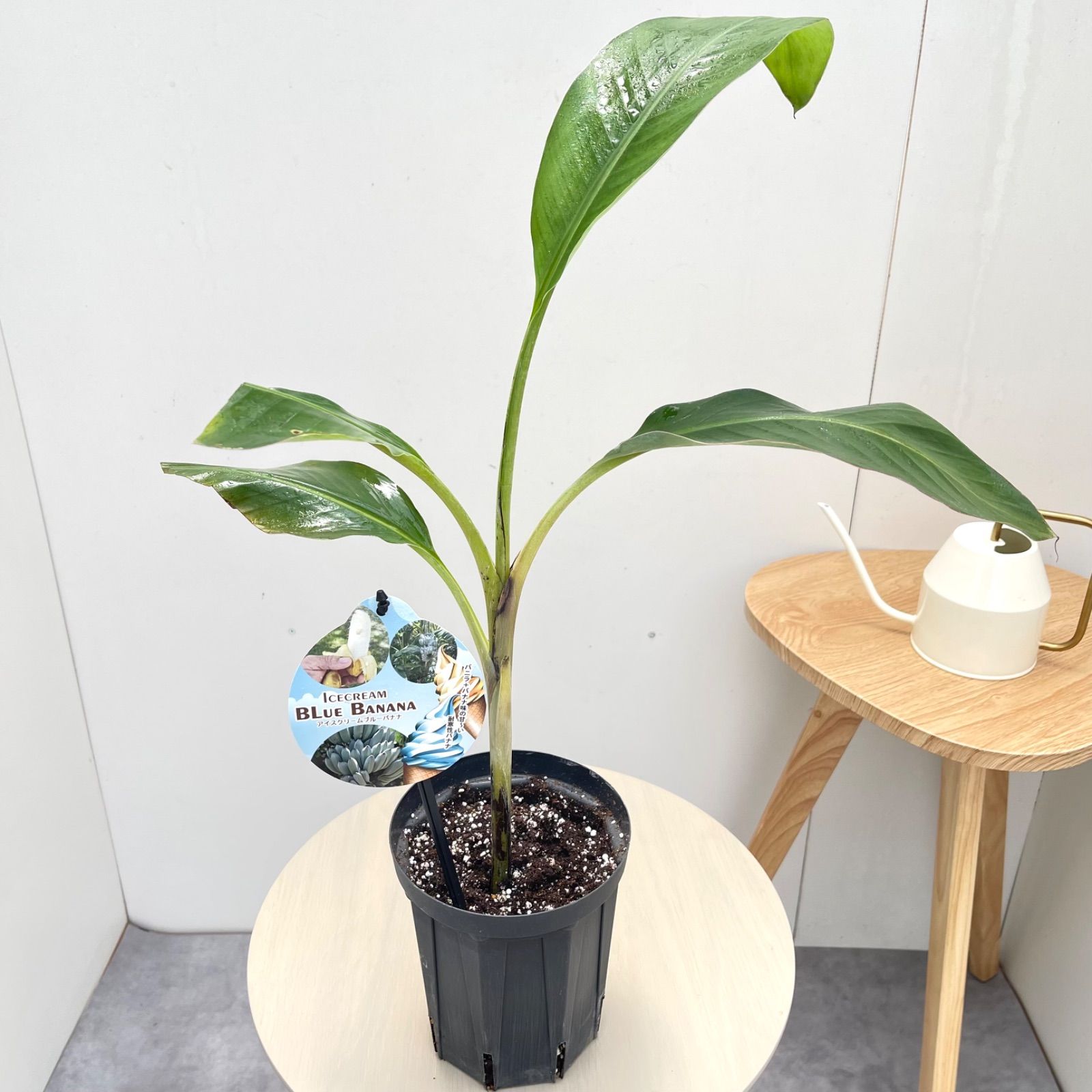 アイスクリームブルーバナナ　2【現品】観葉植物　室内　5号