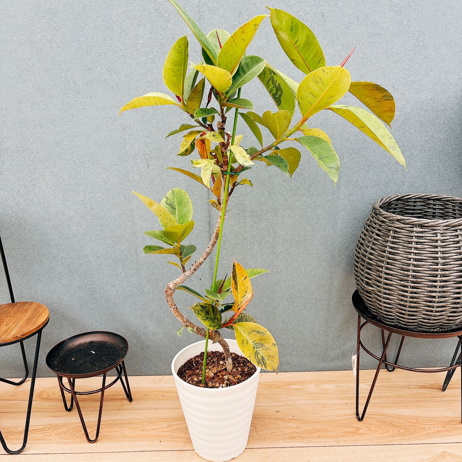 ［現品］【希少】1番　フィカス　ジン　曲がり　7号　観葉植物　ゴムの木　室内　レア　おしゃれ　斑入り　散り斑
