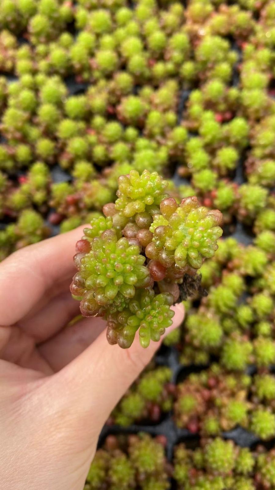 セール中 ベリー 105苗セット 土・根付き 美苗 エケベリア 多肉植物 佐川発送 X941