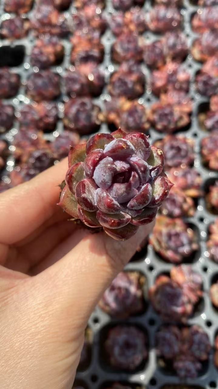 セール中　ブルーベリー　105苗セット　土・根付き　美苗　エケベリア　多肉植物　佐川発送　X904