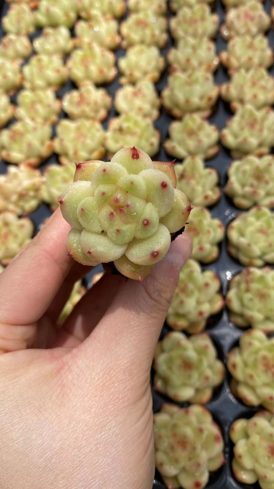セール中　グリーンダイヤ　105苗セット　土・根付き　美苗　エケベリア　多肉植物　佐川発送　X805