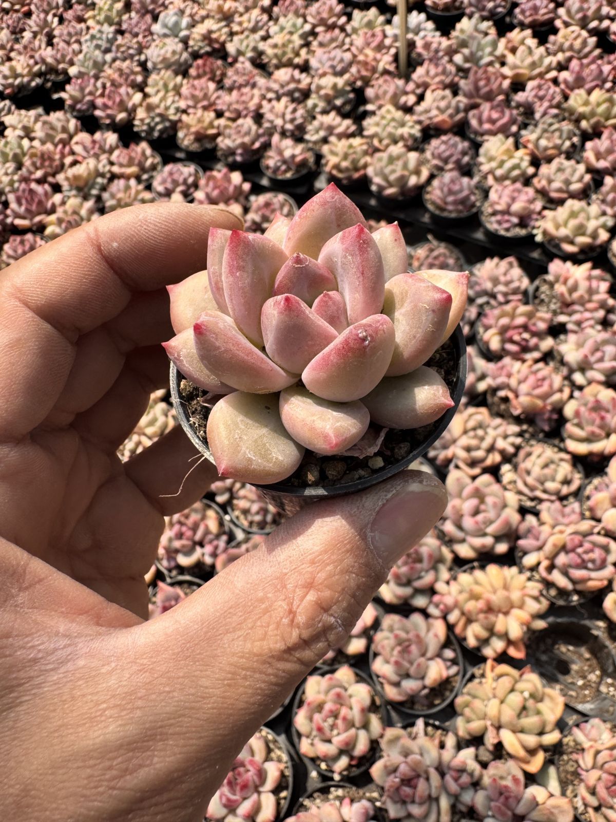 多肉植物　Z6090　シャンクス　24株　抜き苗　エケベリア　セダム　アエオニウム　韓国苗　寄せ植え　詰め合わせ 6,640円