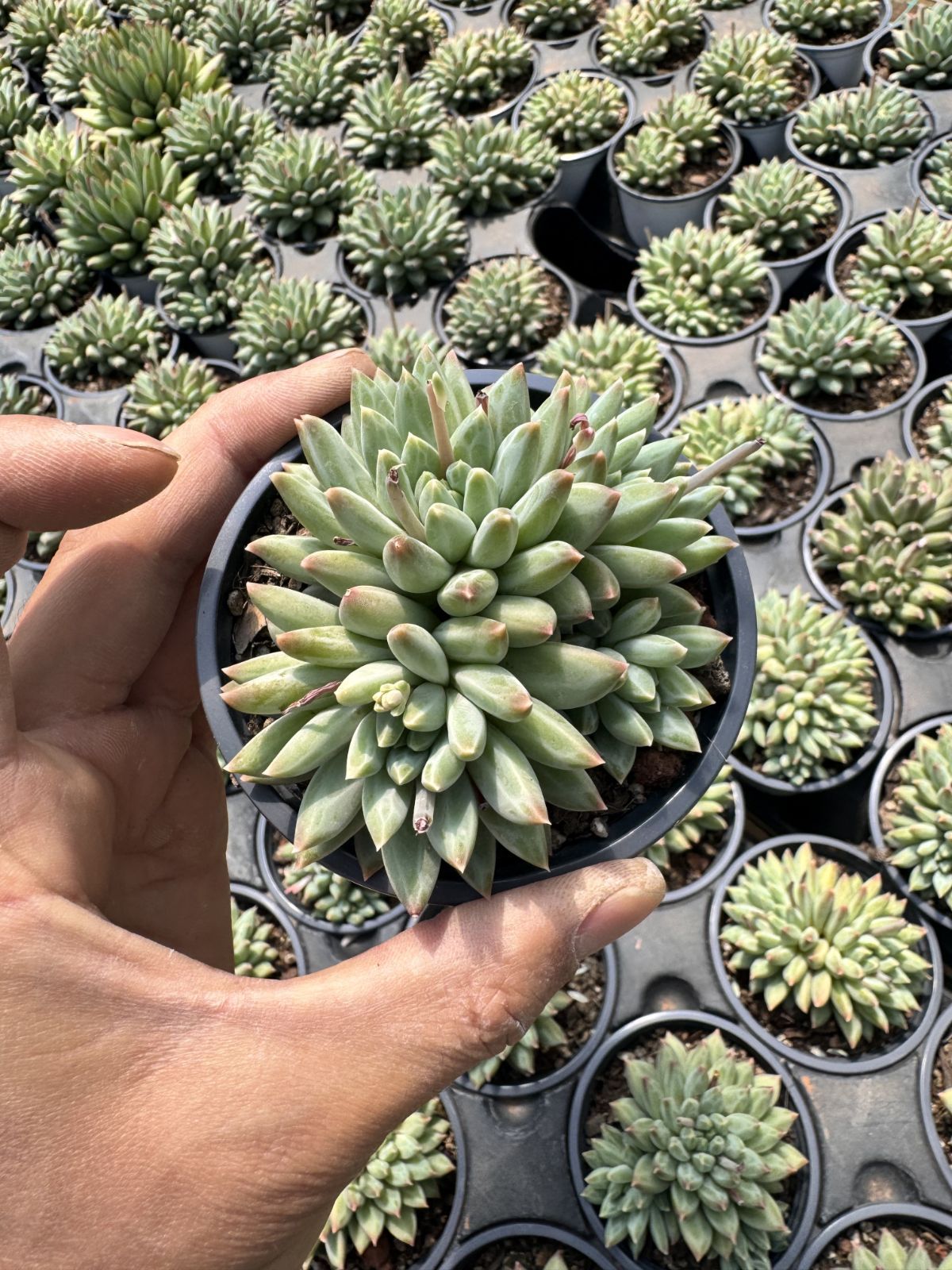 多肉植物　Z6089　セイカジ　18株　抜き苗　エケベリア　セダム　アエオニウム　韓国苗　寄せ植え　詰め合わせ 6,230円