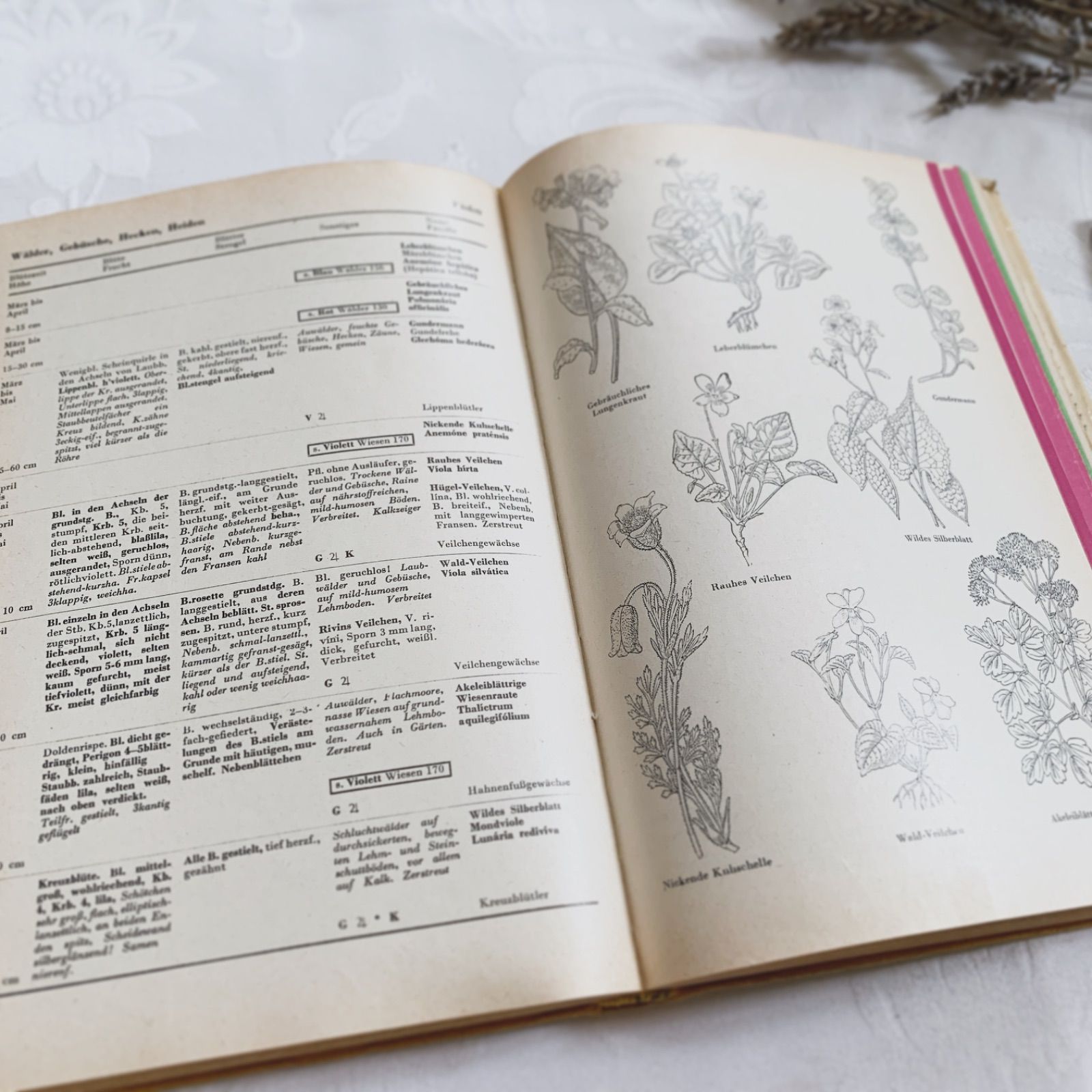 1957年 -豊富な図版が美しいビンテージ植物図鑑-ドイツ/ビンテージ