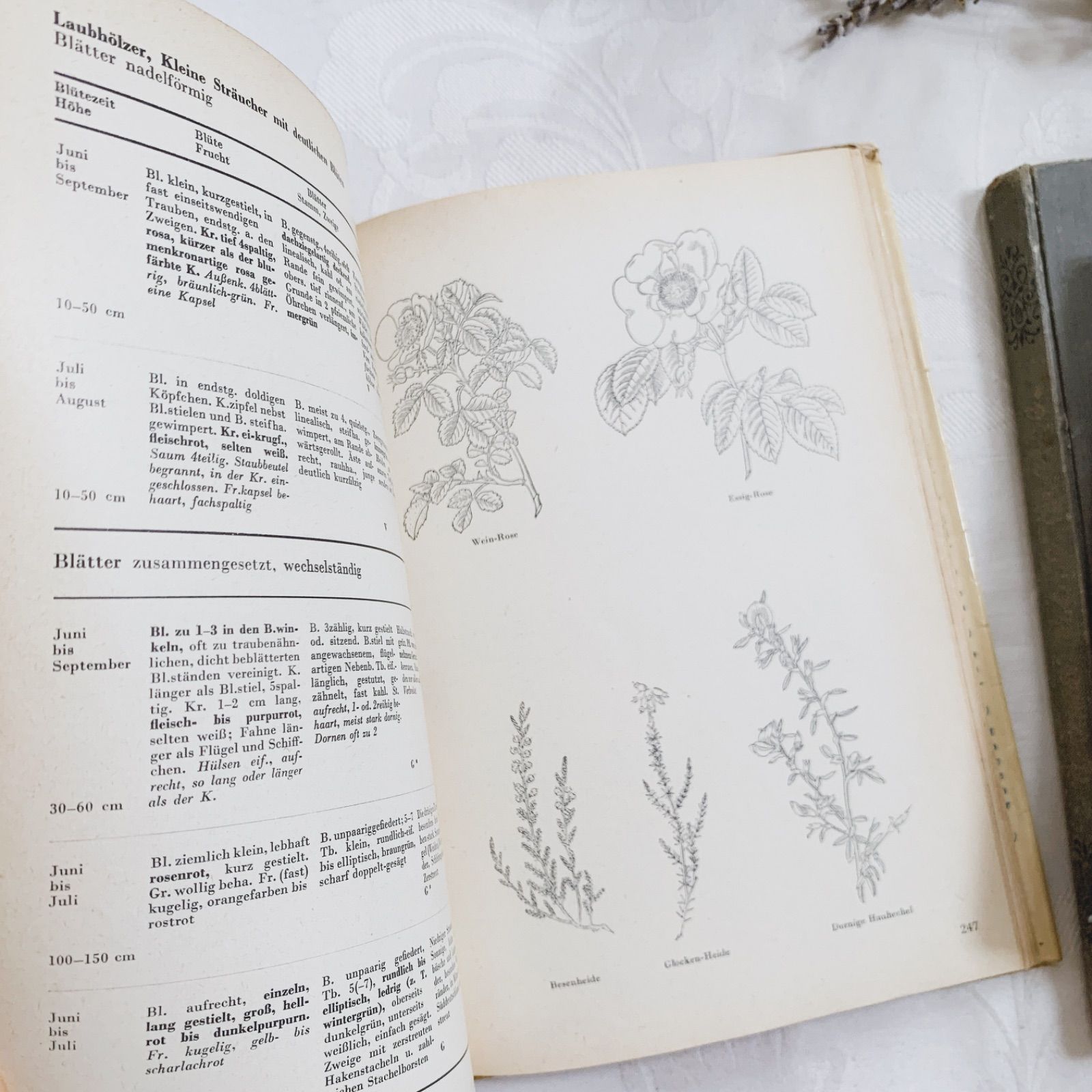 1957年 -豊富な図版が美しいビンテージ植物図鑑-ドイツ/ビンテージ
