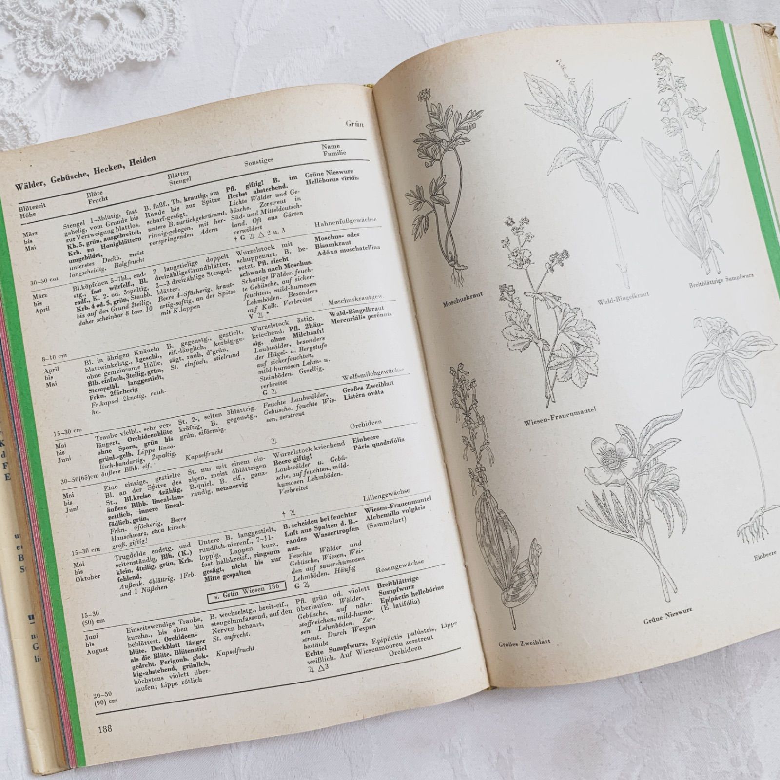 1957年 -豊富な図版が美しいビンテージ植物図鑑-ドイツ/ビンテージ